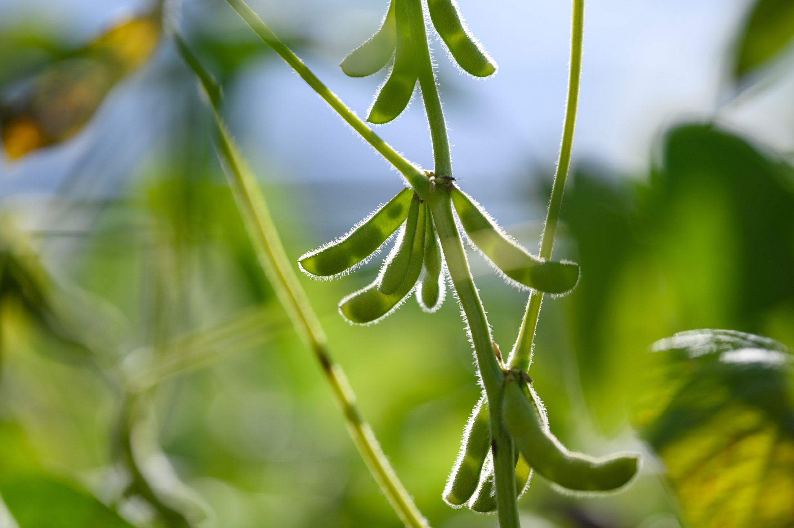 Проекты. Профессиональный фотограф Вячеслав Плацында | Липецк |