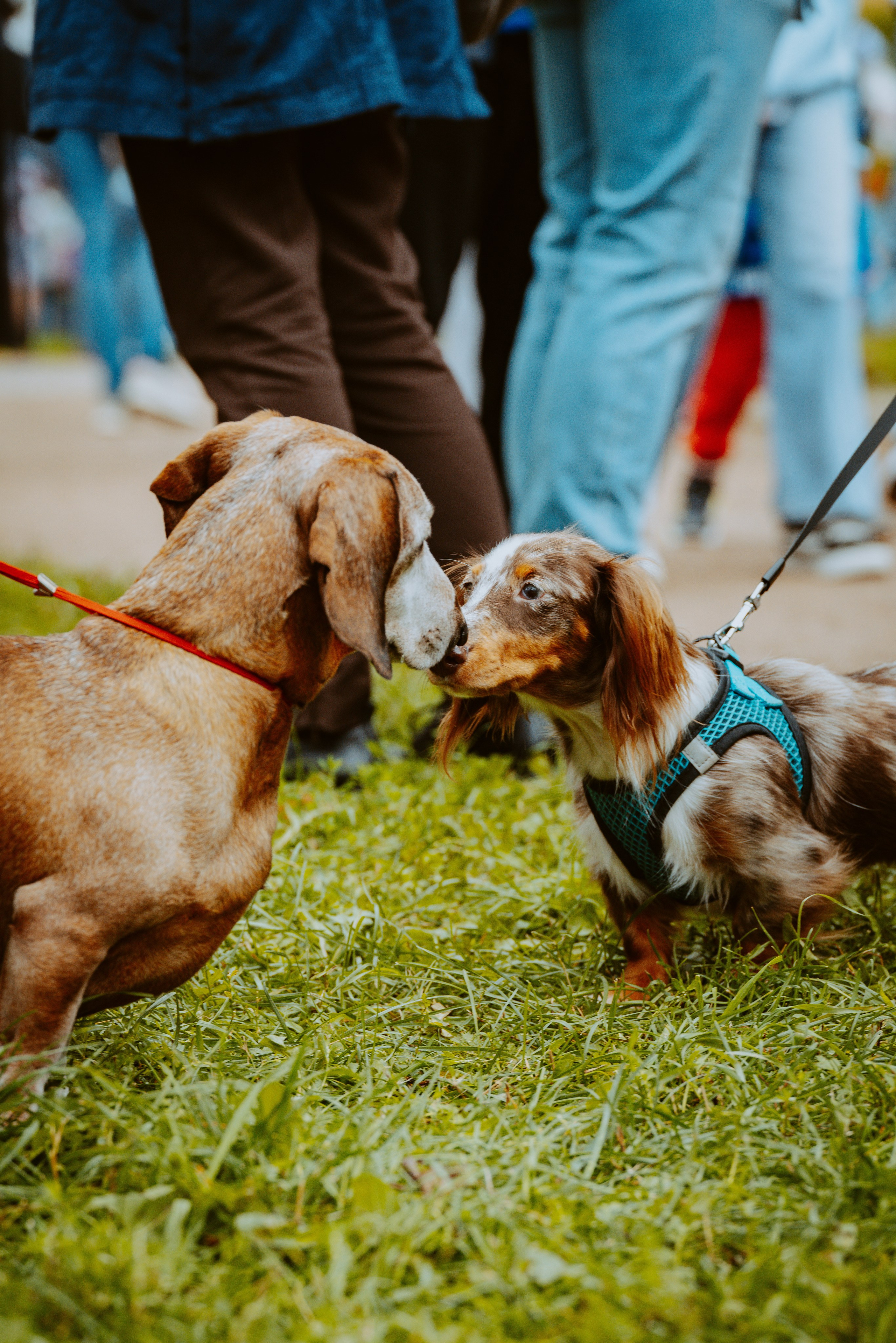 Такспарад. Фотограф анималист в Спб недорого Олеся Майорова
