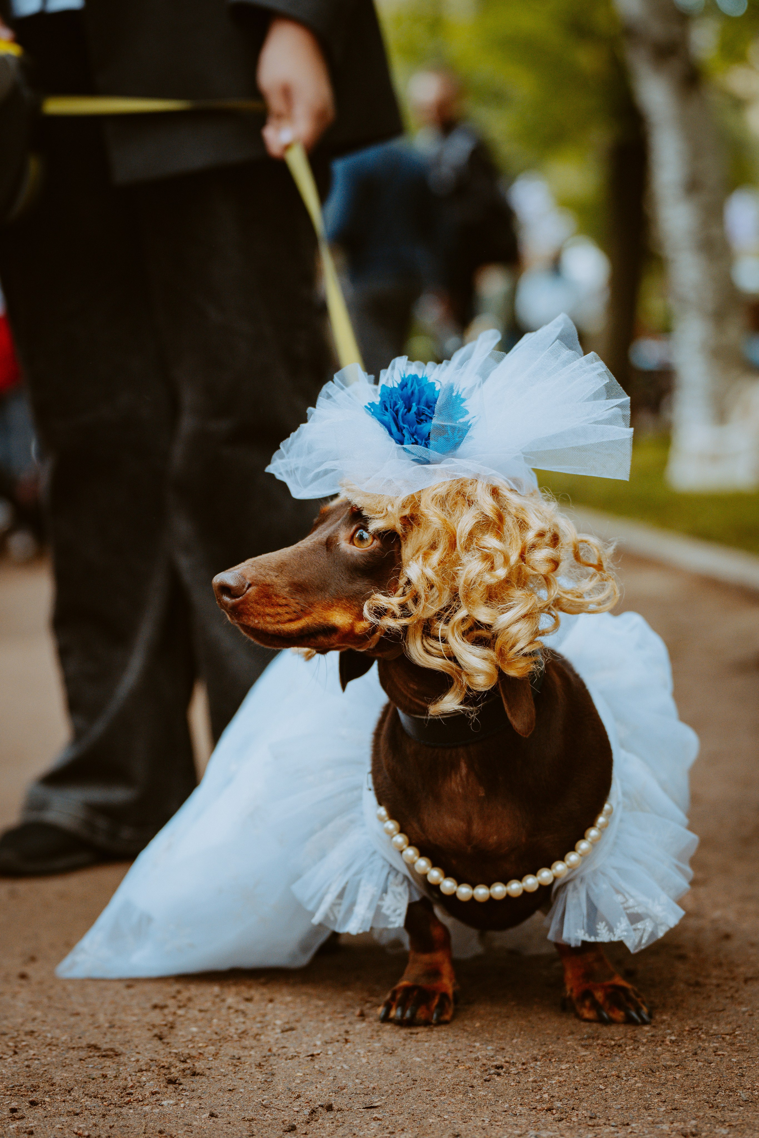 Такспарад. Фотограф анималист в Спб недорого Олеся Майорова