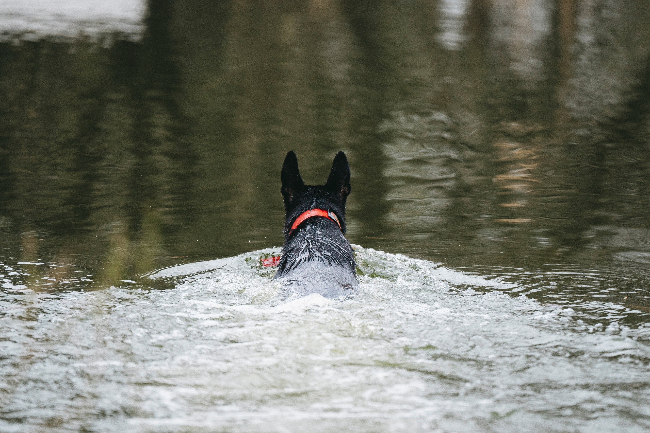 Эля и Шиза. Фотограф анималист в Спб недорого Олеся Майорова