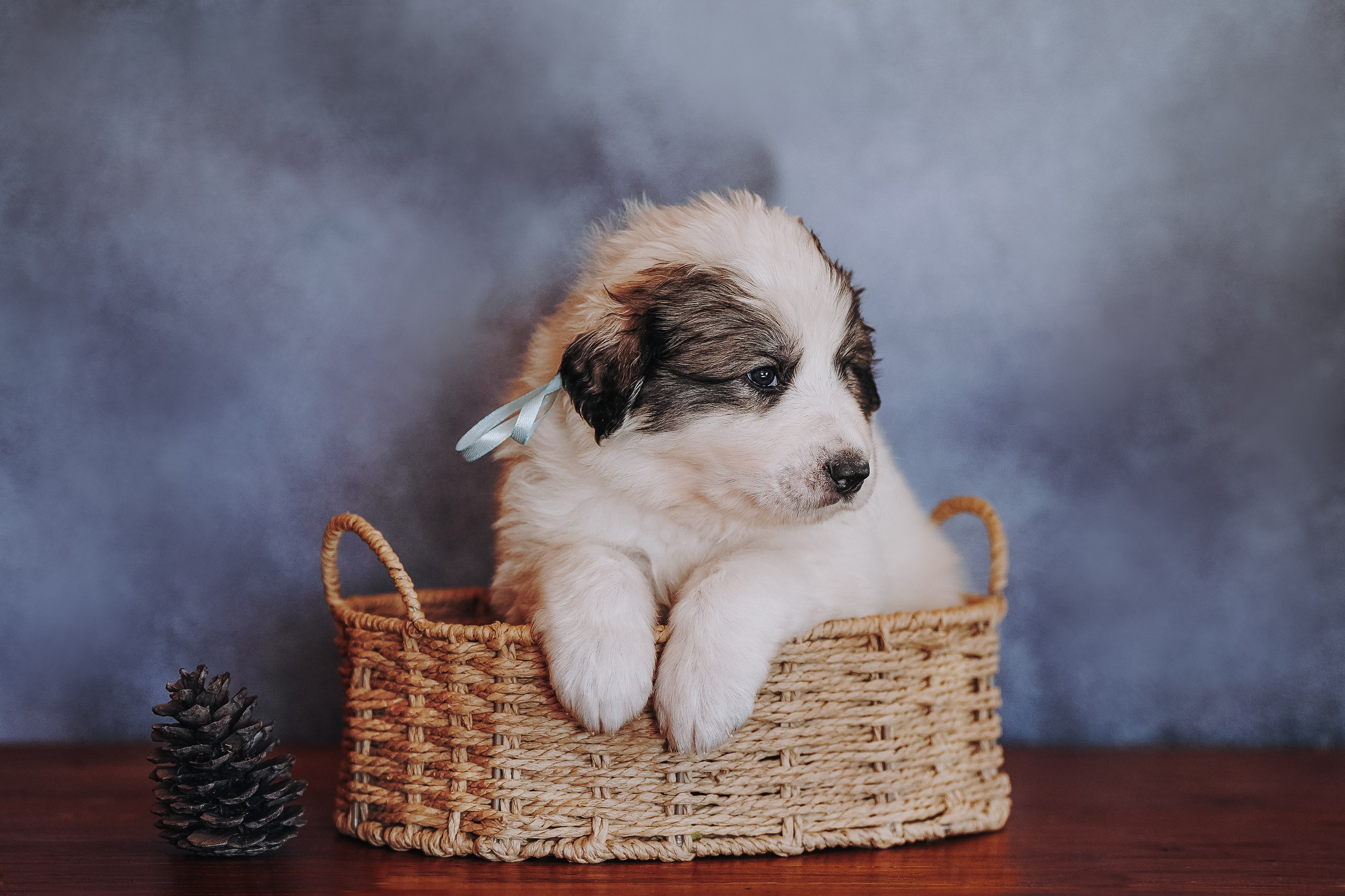 Пиренейские горные. Фотограф анималист в Спб недорого Олеся Майорова