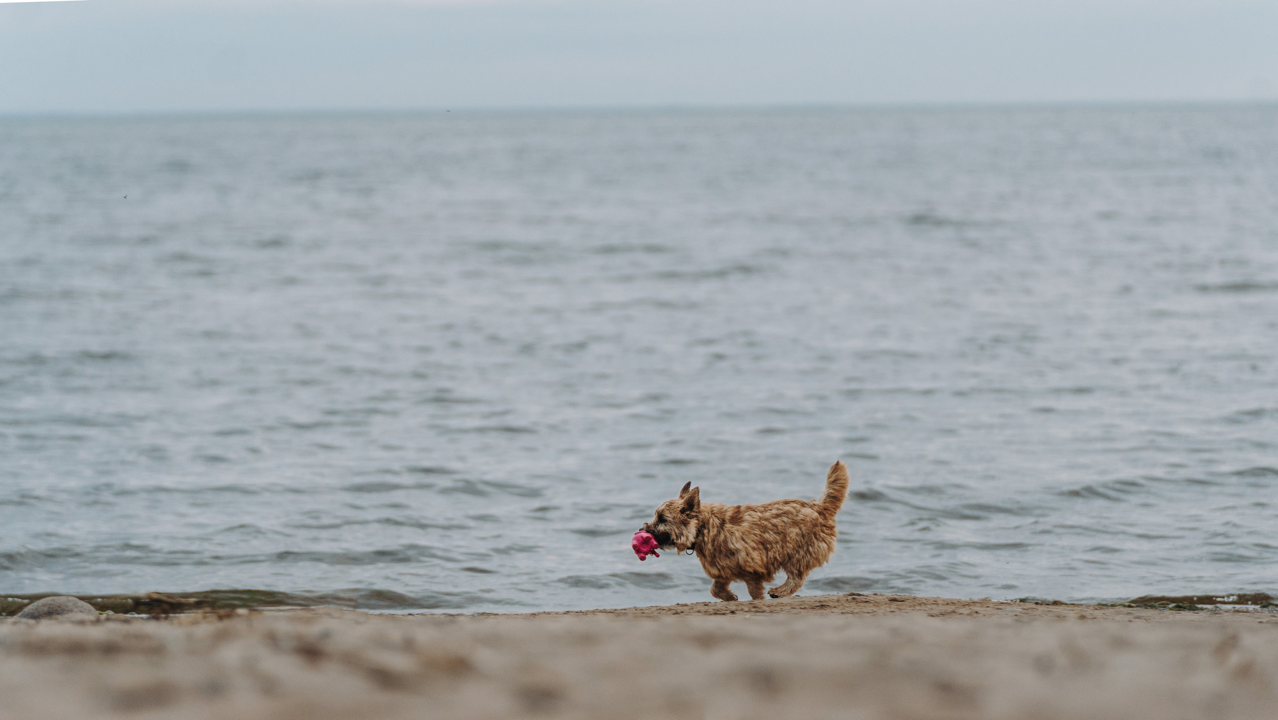 Семейная фотосессия с собакой Спб. Фотограф анималист в Спб недорого Олеся Майорова