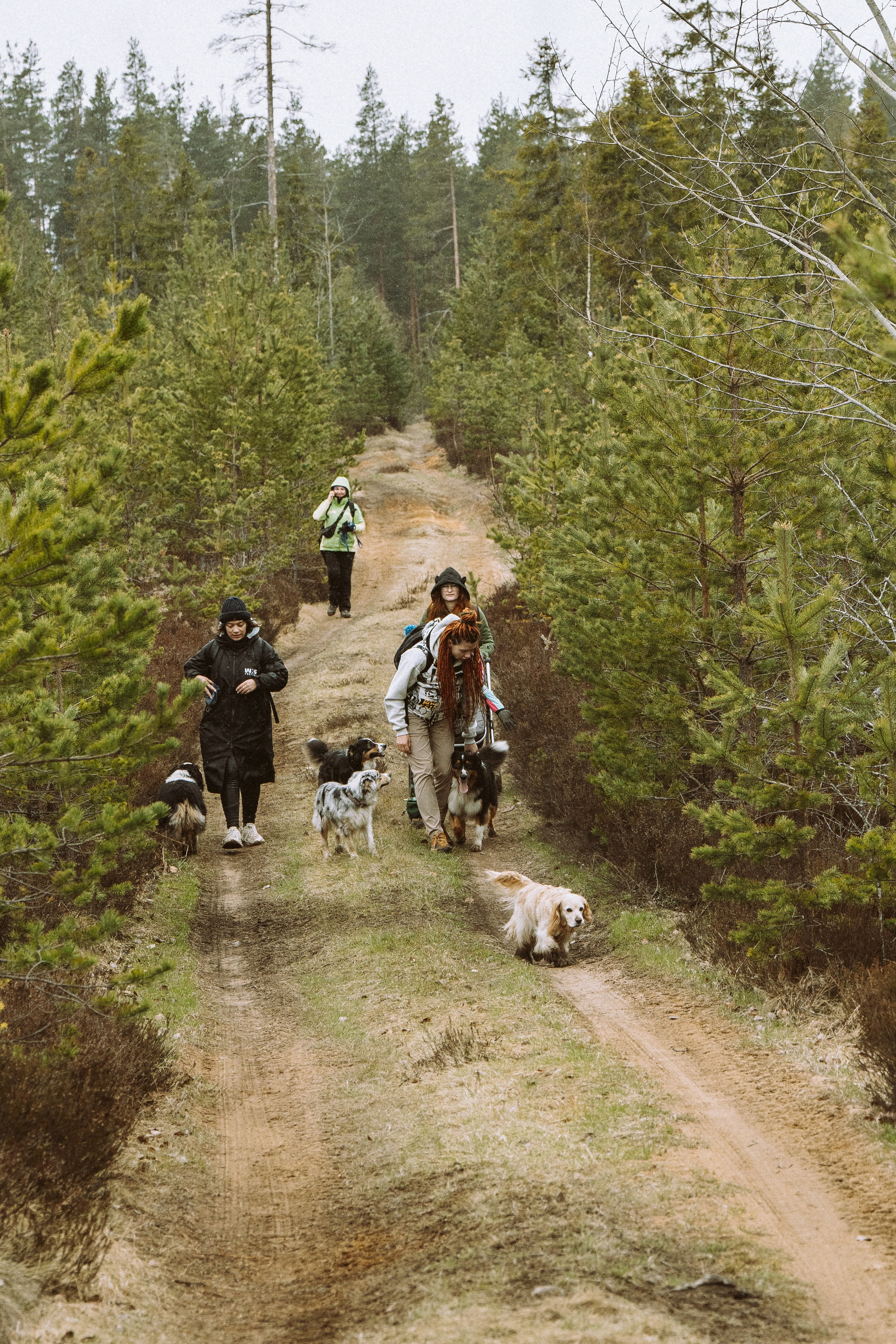 Дог трекинг к финскому хутору. Фотограф анималист в Спб недорого Олеся Майорова