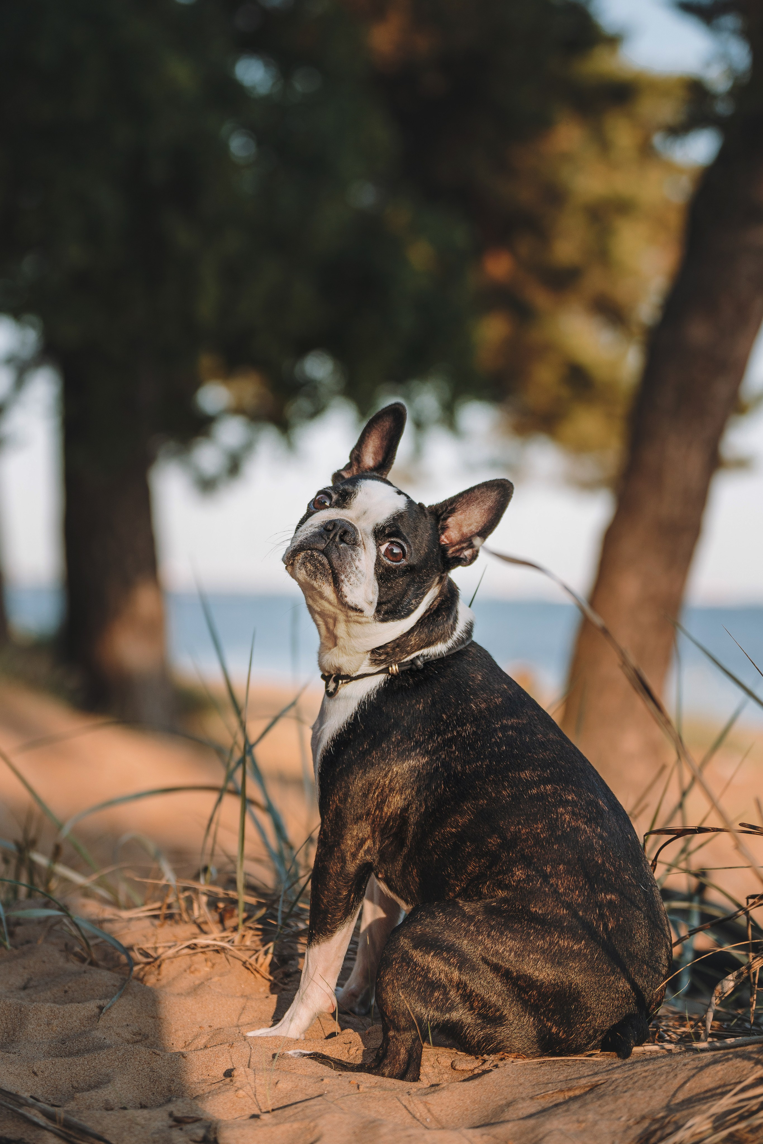 Анаита и Дора. Фотограф анималист в Спб недорого Олеся Майорова