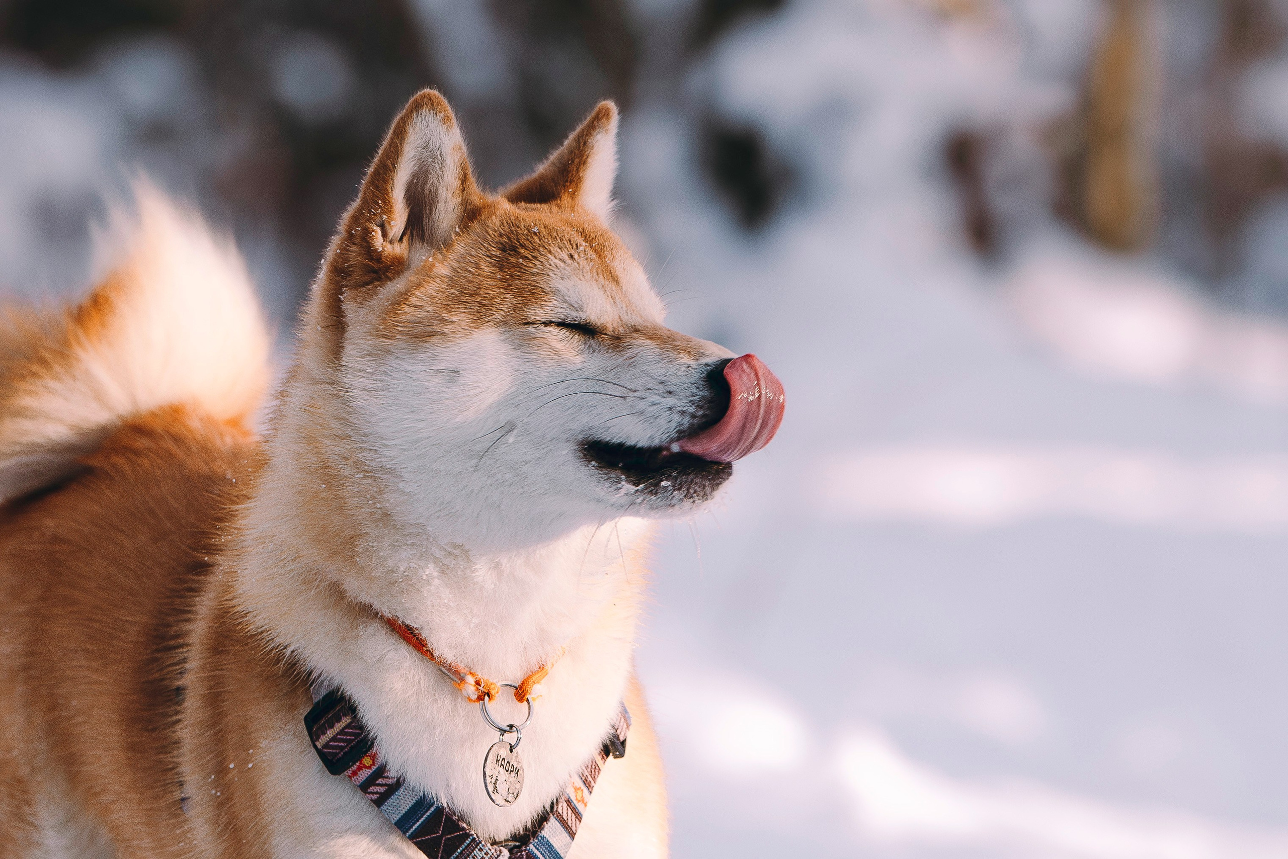 Каори, Анна и Антон. Фотограф анималист в Спб недорого Олеся Майорова