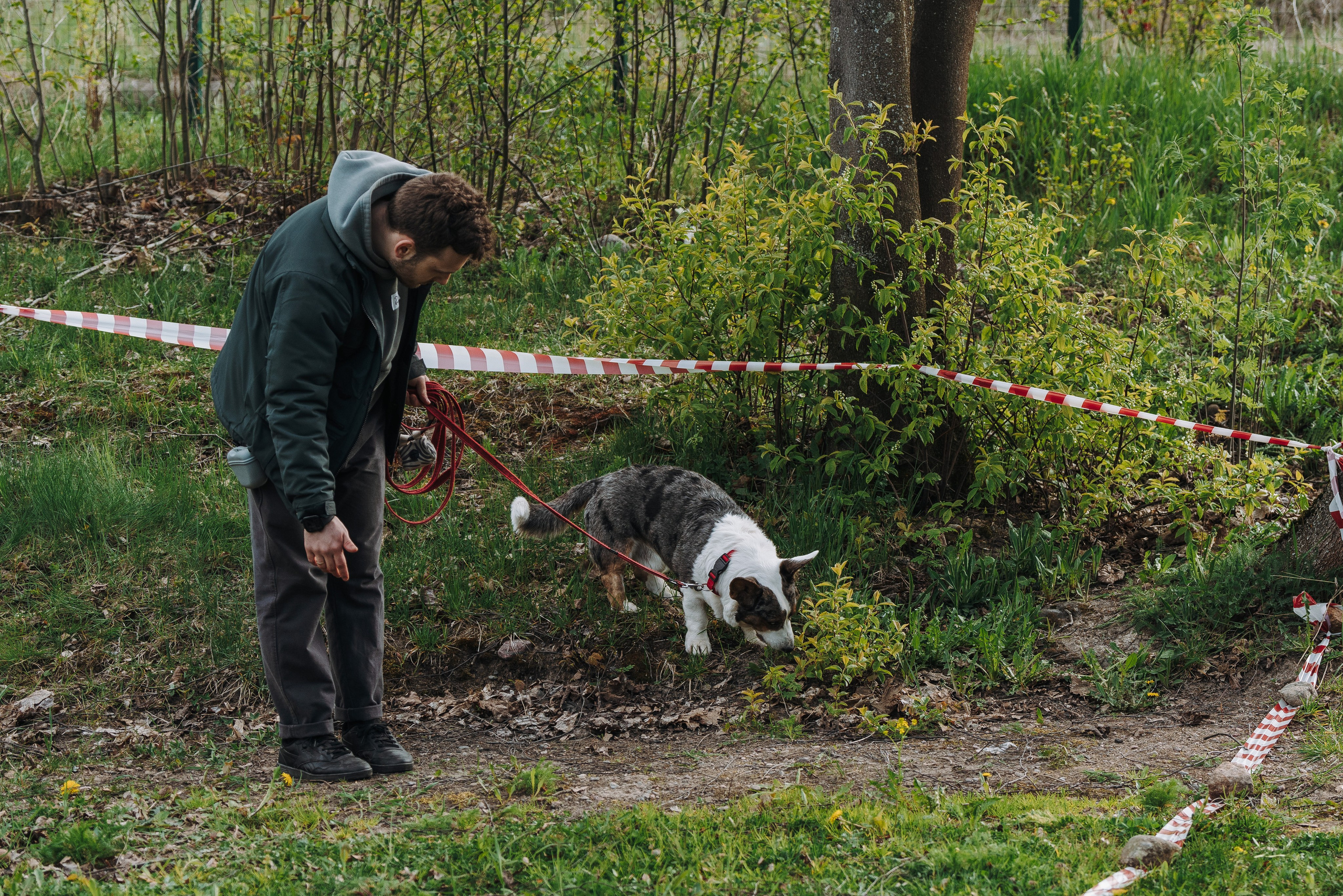 Соревнования по ноузворку в Лосево. Фотограф анималист в Спб недорого Олеся Майорова