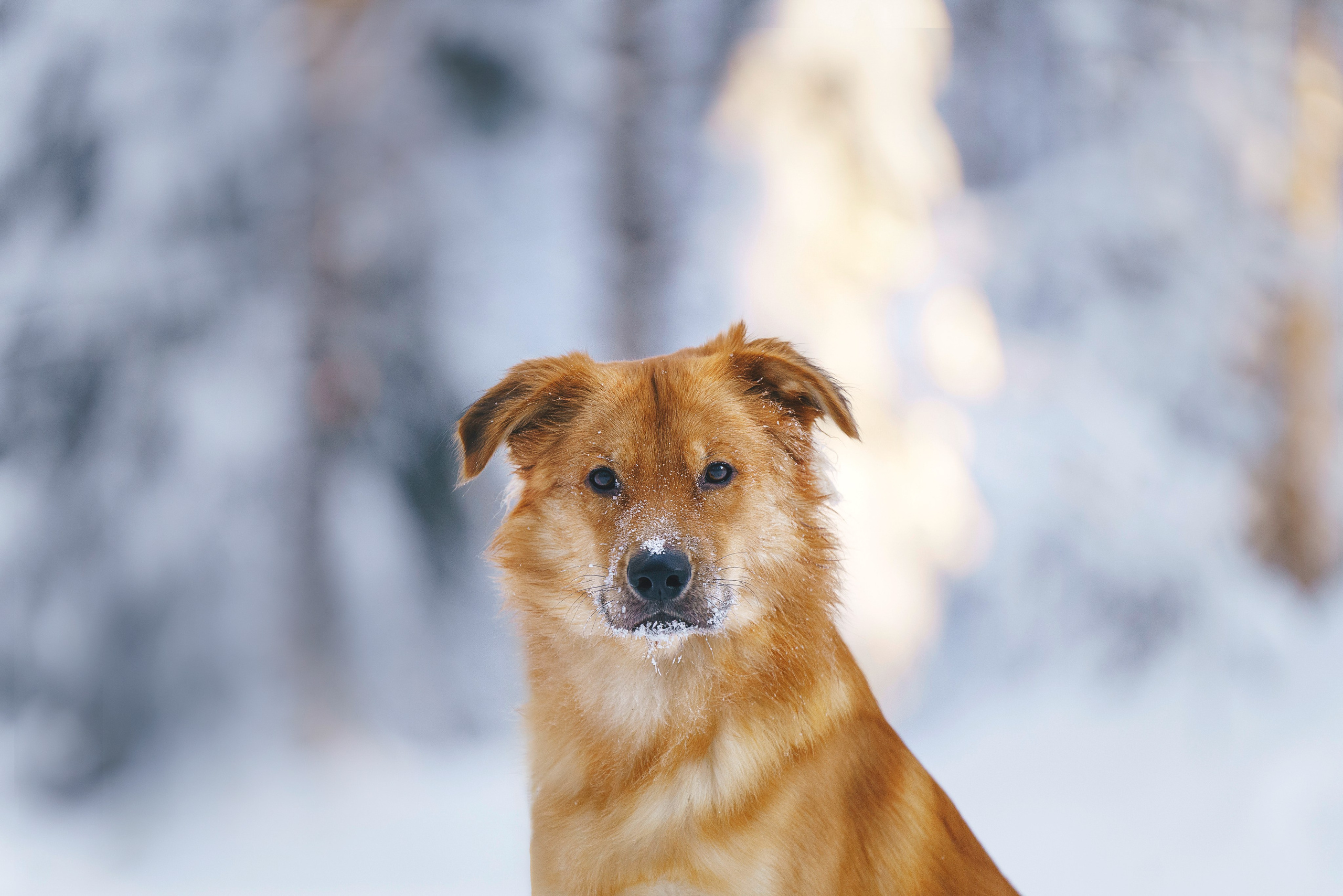Рэй, Кузя, Ольга и Александр. Фотограф анималист в Спб недорого Олеся Майорова