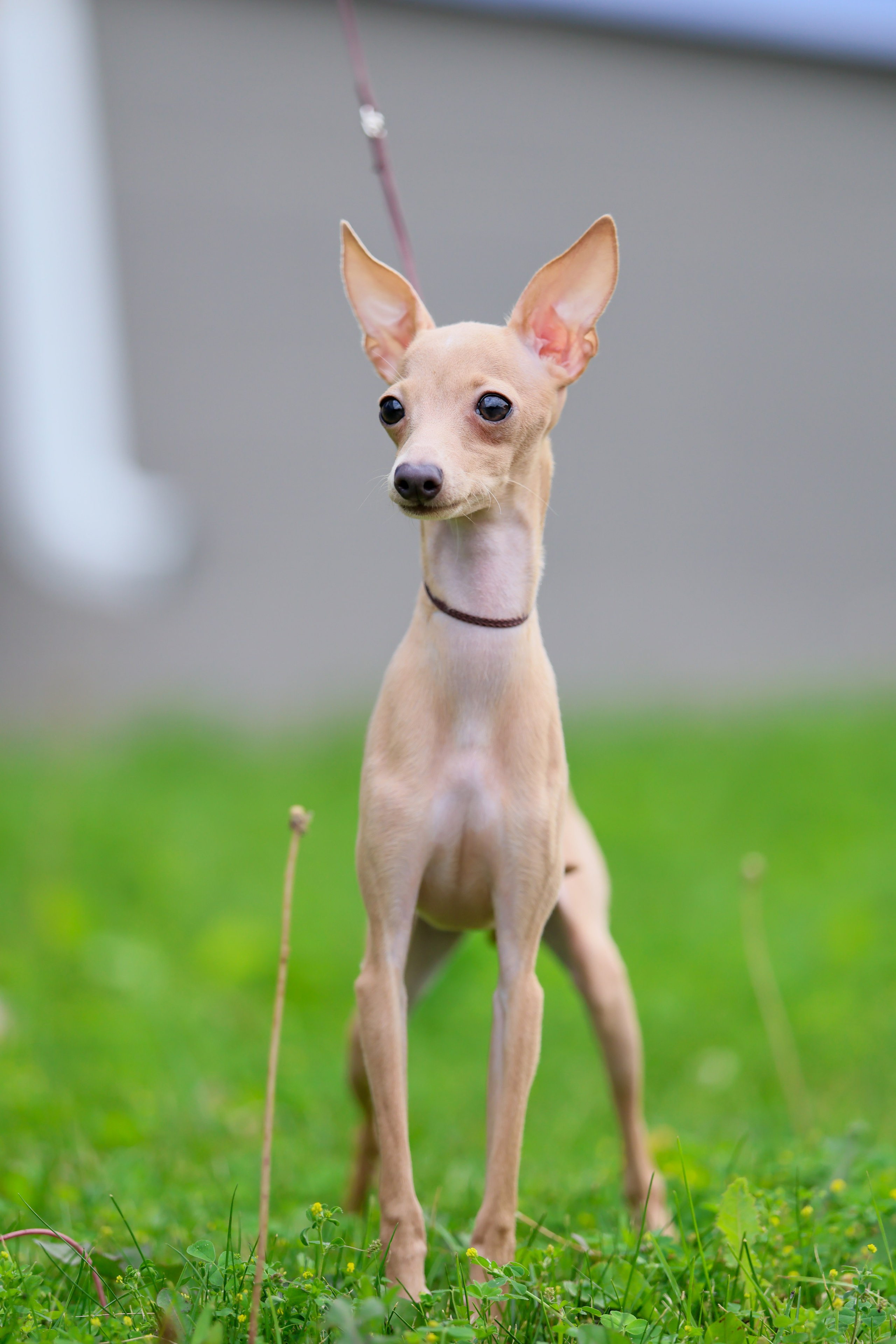Кремовая Лекси. Professional Italian Greyhound Kennel RKF/FCI ASTI SAPPHIRE 💎 Sochi|St. Petersburg