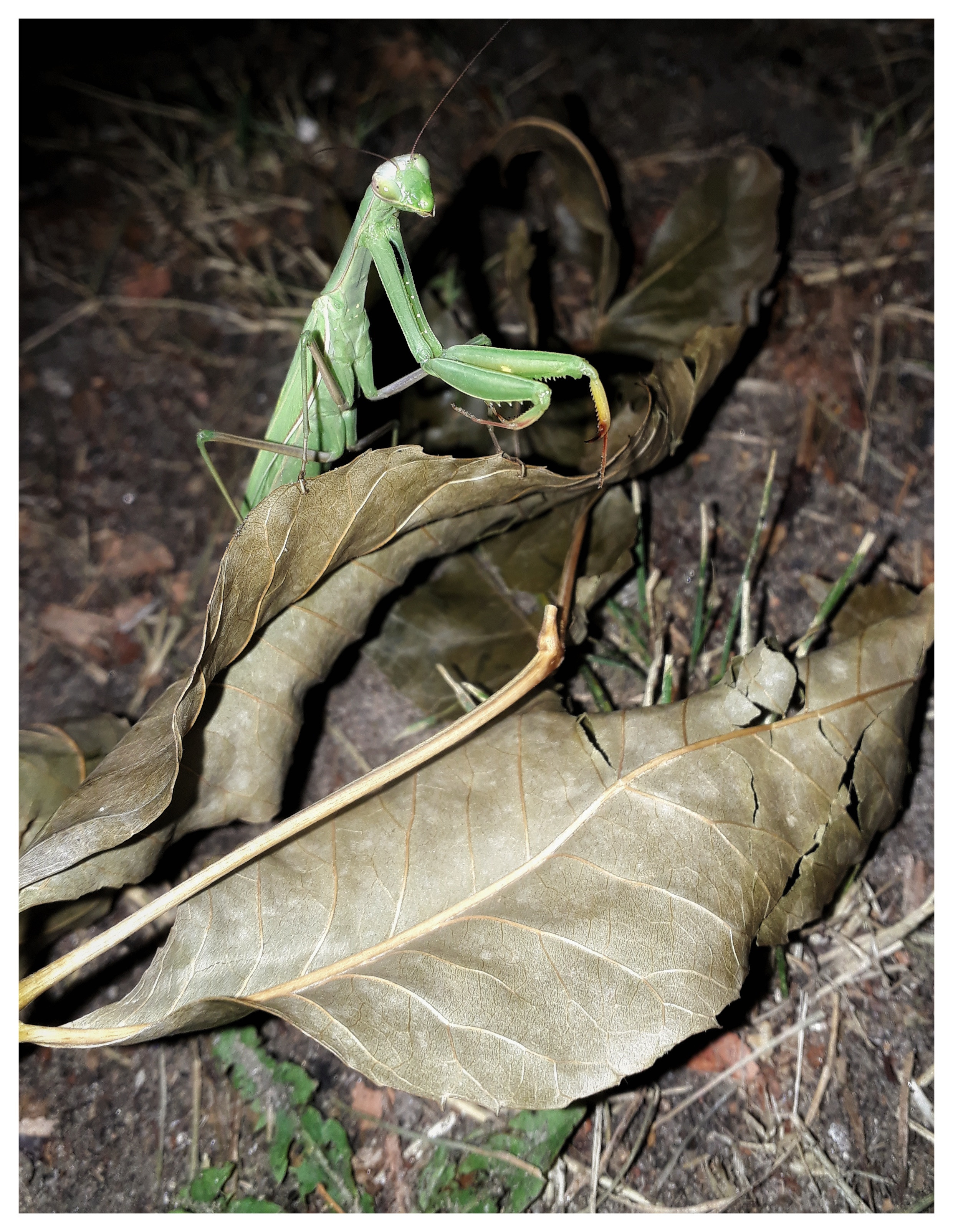 Belarus. Künstler Verstecktoff
