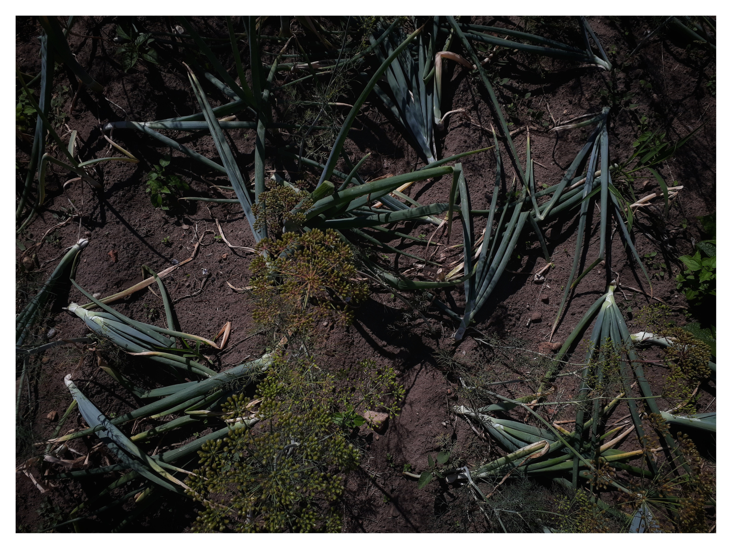 Belarus. Künstler Verstecktoff