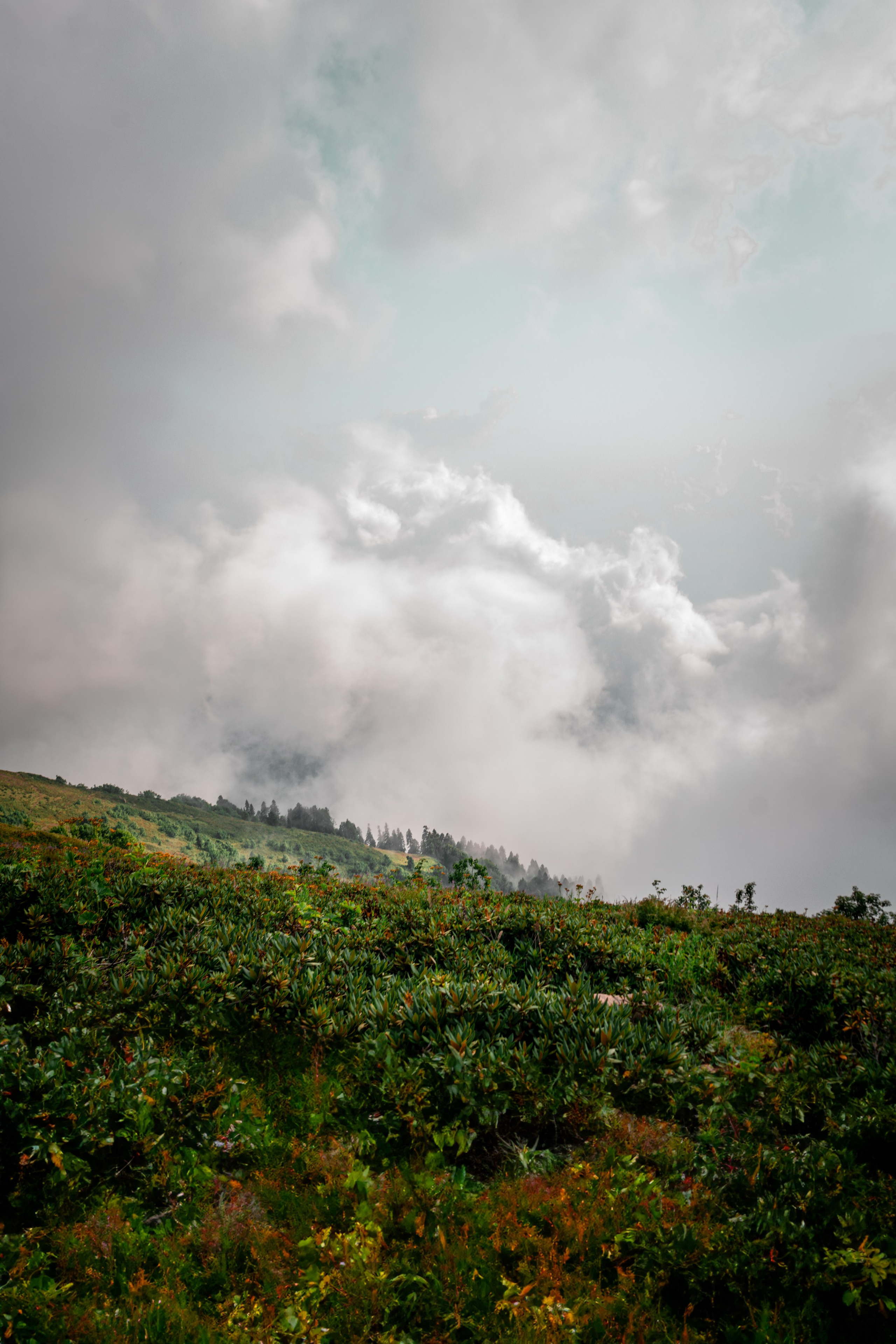 Сочи. Фотограф Александра Волкова | Волгоград