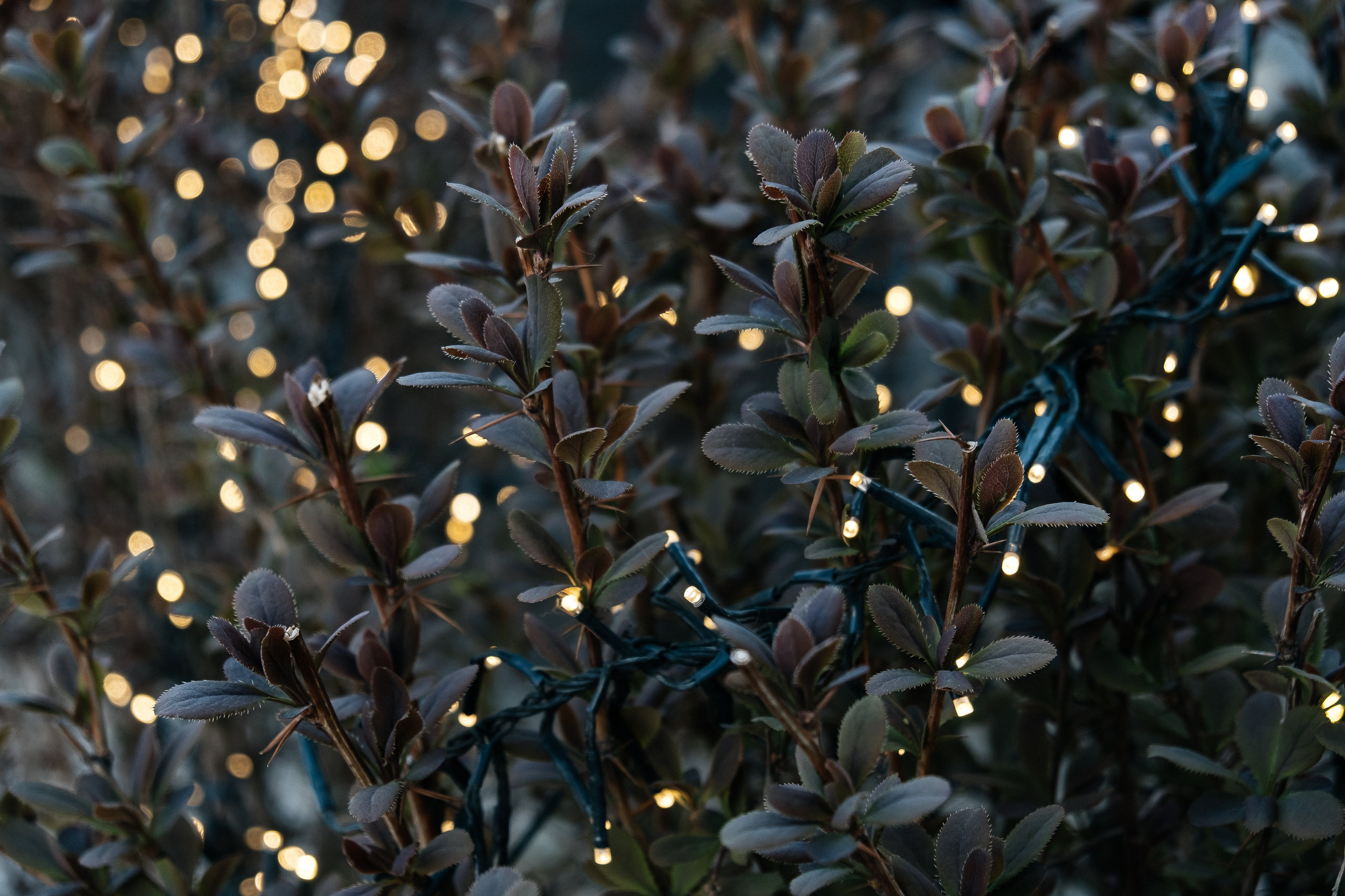 Brut is GooD. Не смотри на других, смотри внутрь себя