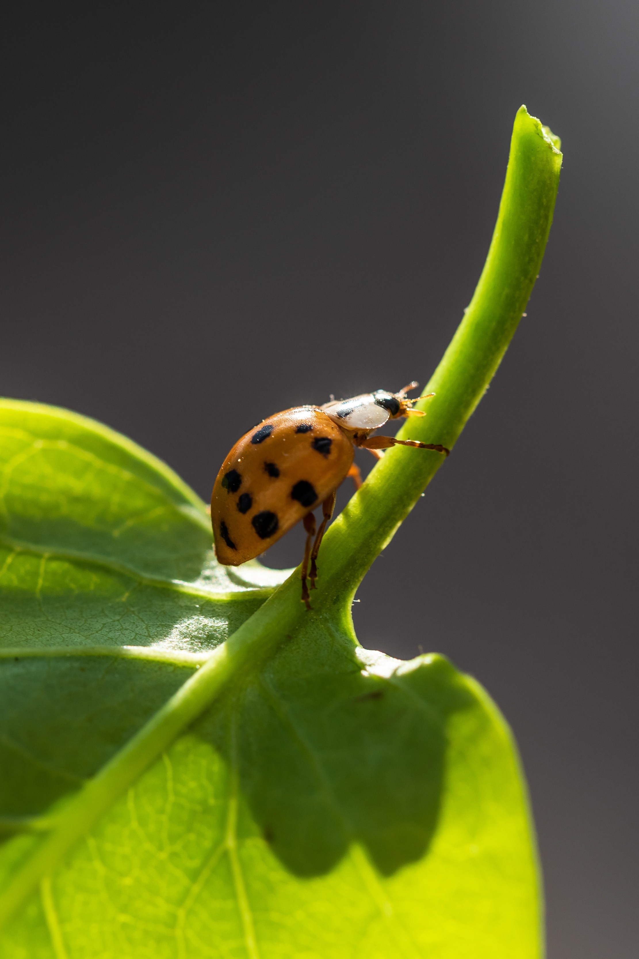 Съемка для проекта: Театрализованный ужин «Один летний день» в отеле Wawelberg. NesterovaMaria.ru