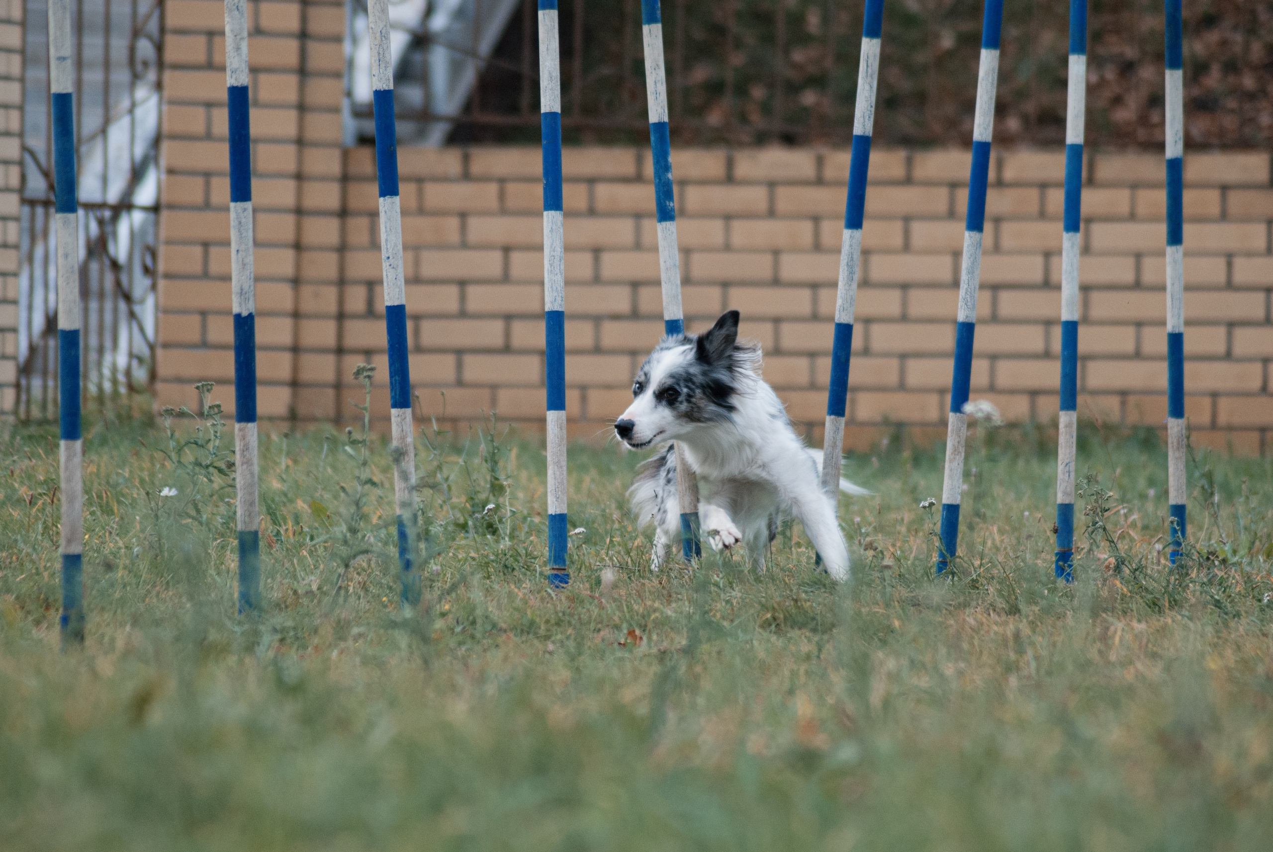 Аджилити. Фотограф в Тюмени Лизавета Сапицкая