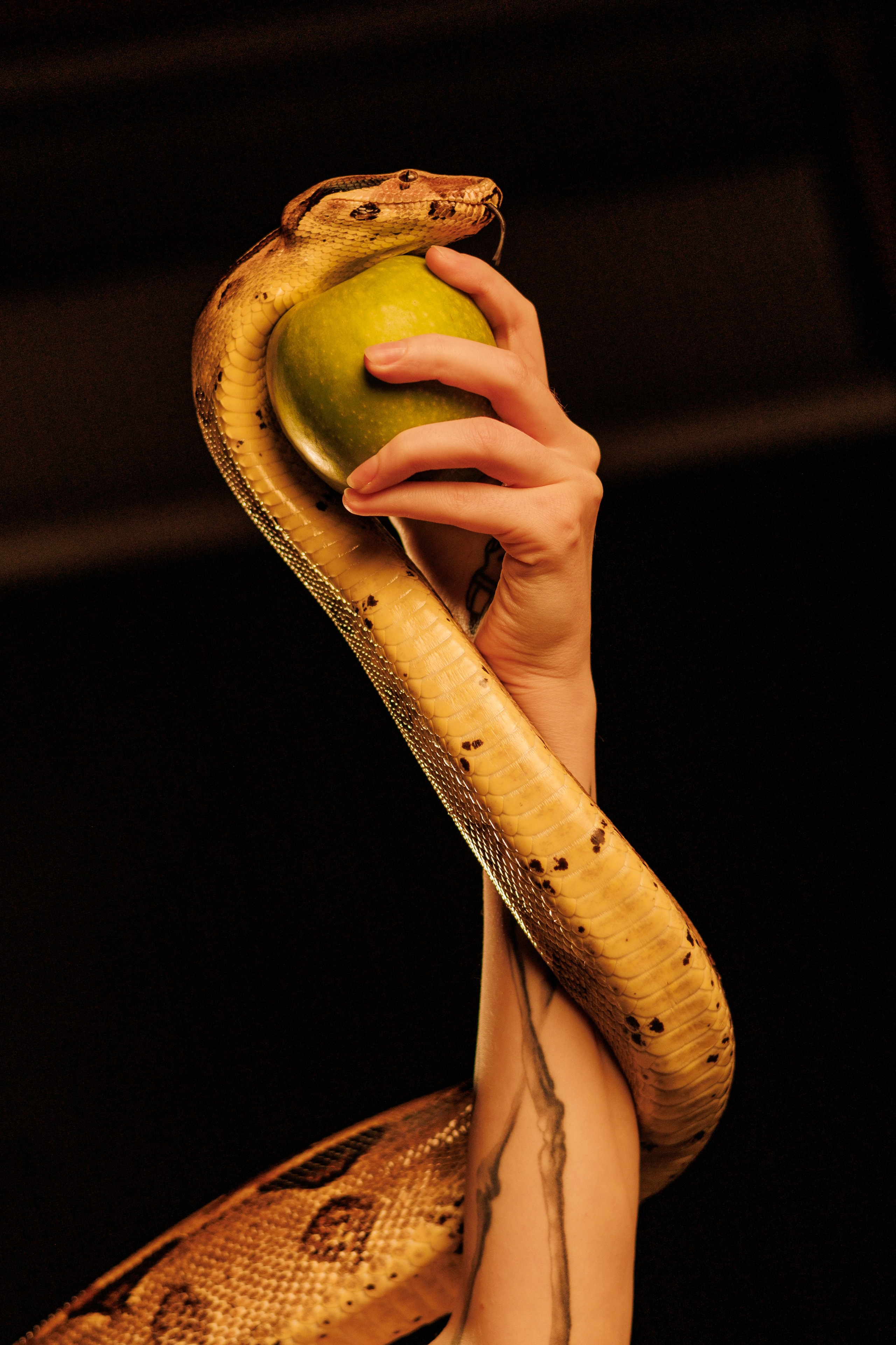 Марго. Фососессия в студии со змеей. Портретный фотограф Панферова Регина г. Санкт-Петербург, г. Казань