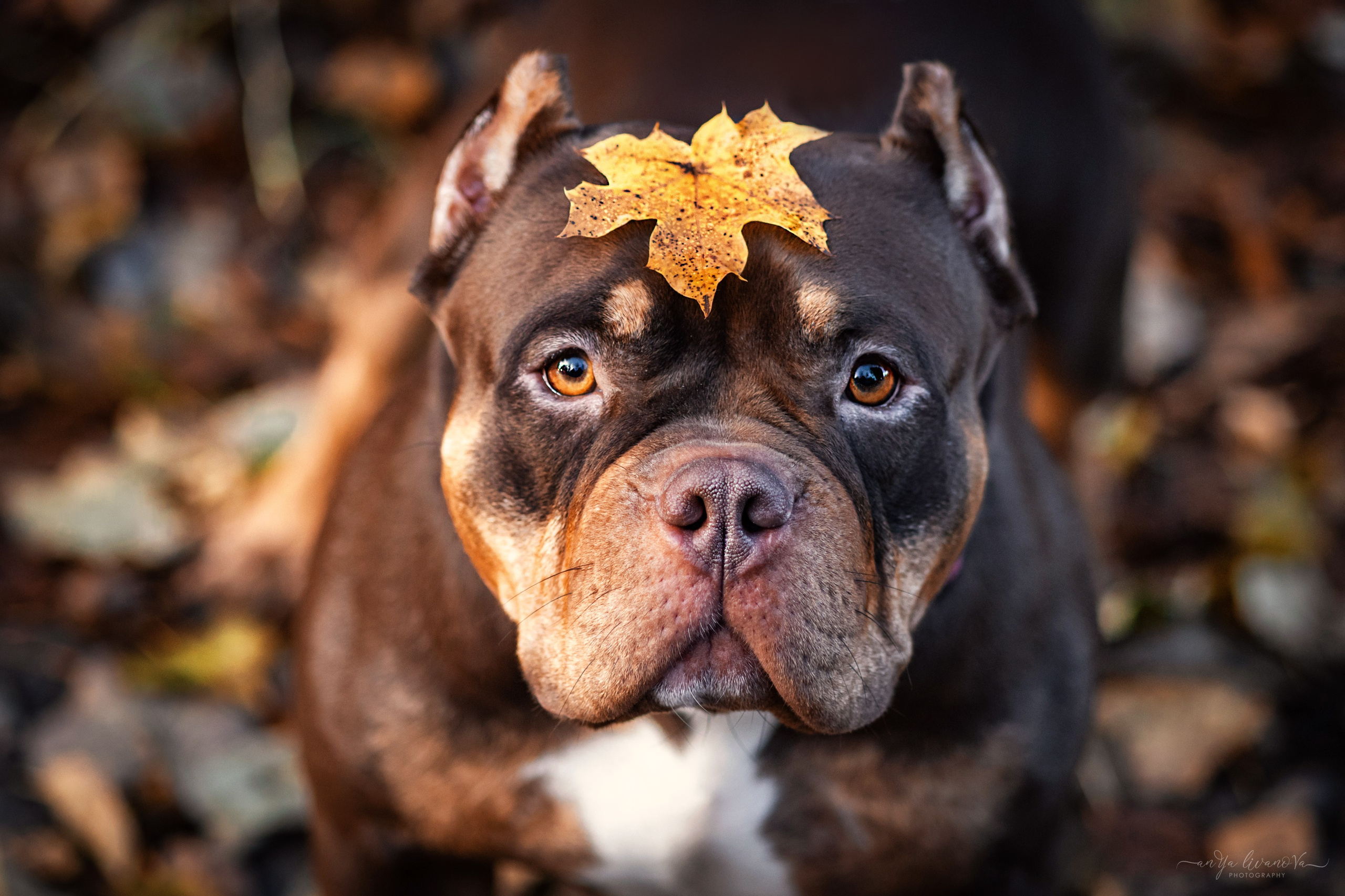 Луна. Фотограф анималист Аня Ливанова | Рыбинск