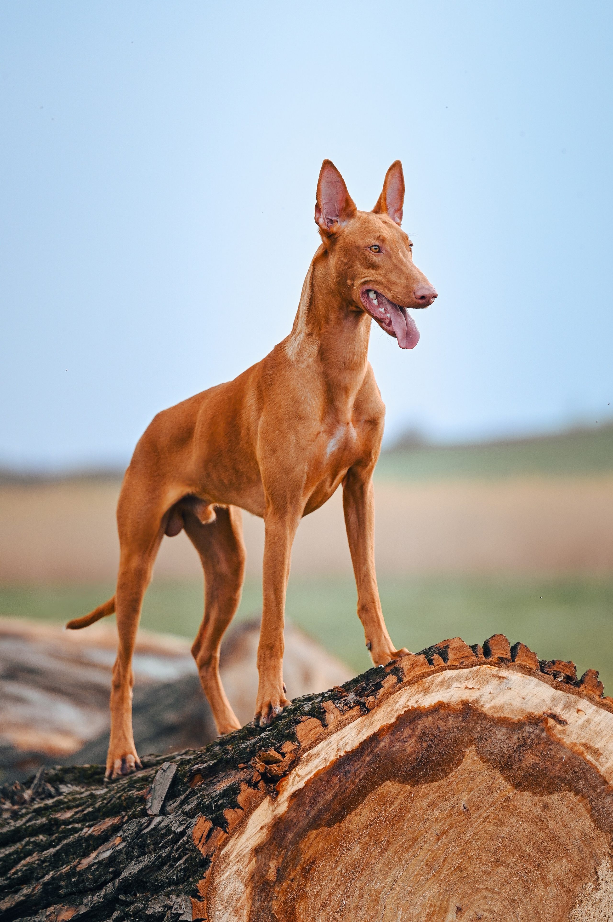 Фараонова собака Ромарио. Фотограф в Ростове —на — Дону