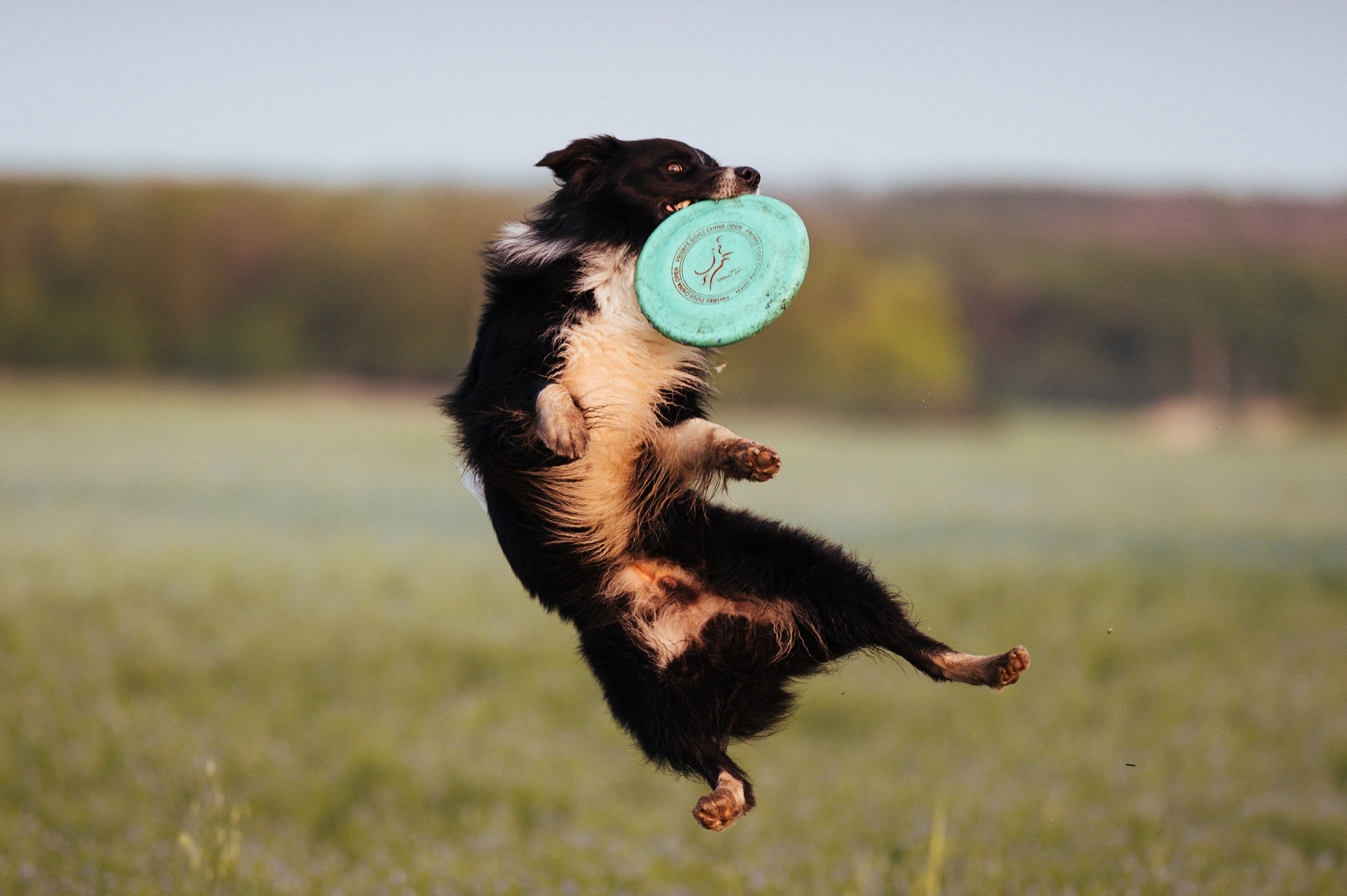 Прогулка на рассвете с бордер-колли. Фотограф в Ростове —на — Дону