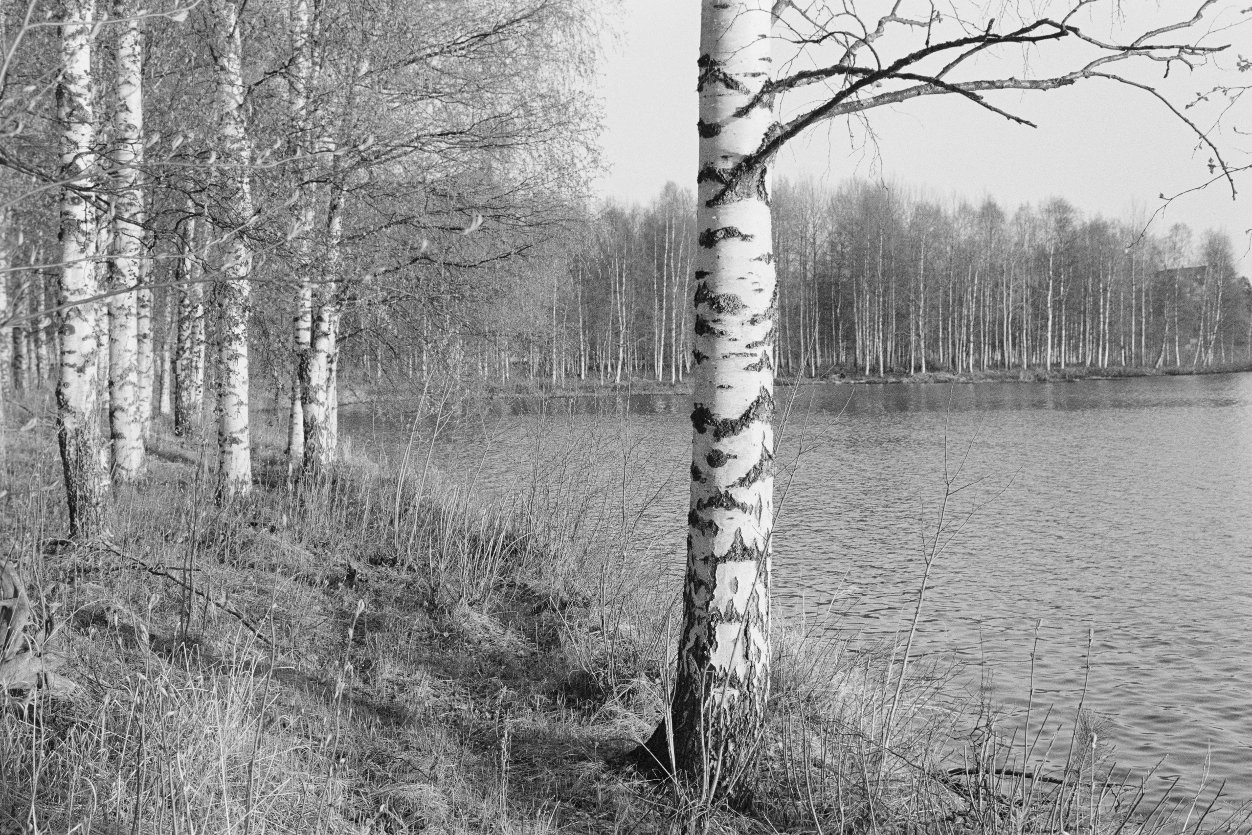 День проявки. Северные Ночи