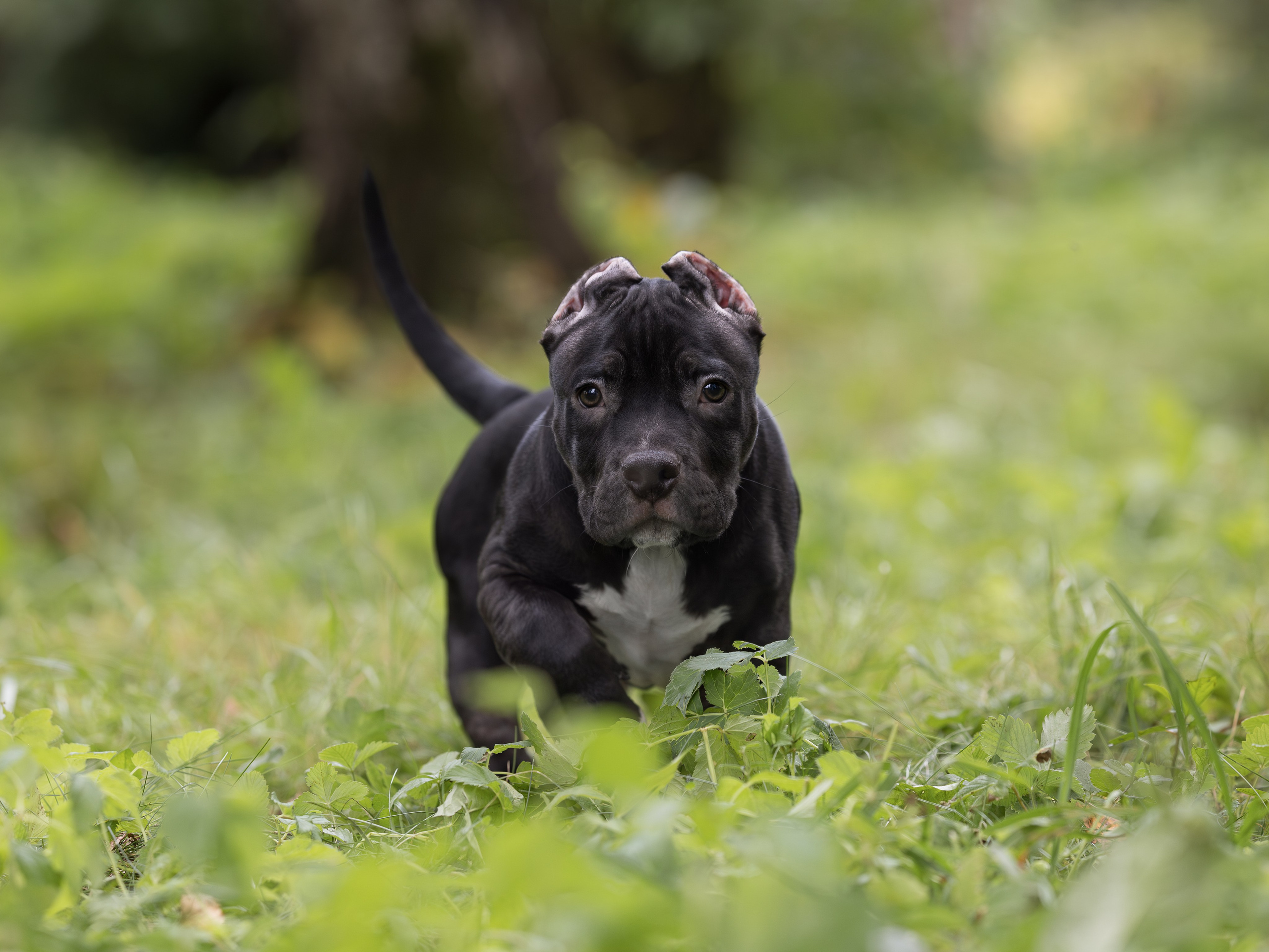 Американские булли (на природе). Фотограф-анималист в Москве, МО и Владимире