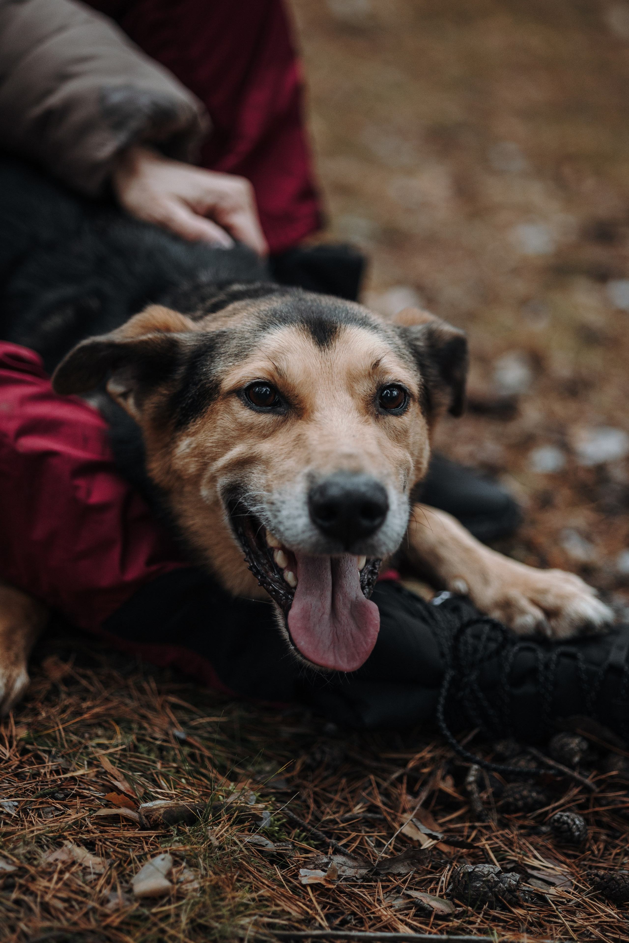 Наталья и Того. Фотограф — Анималист | Санкт-Петербург