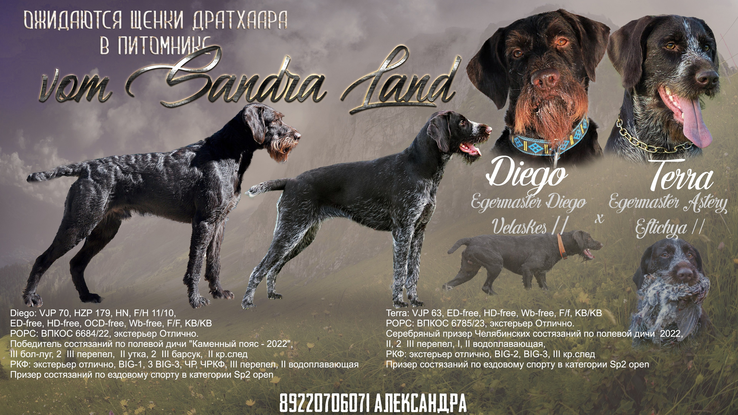 vom Sandra Land , вом Сандра Лэнд , дратхаар , охота