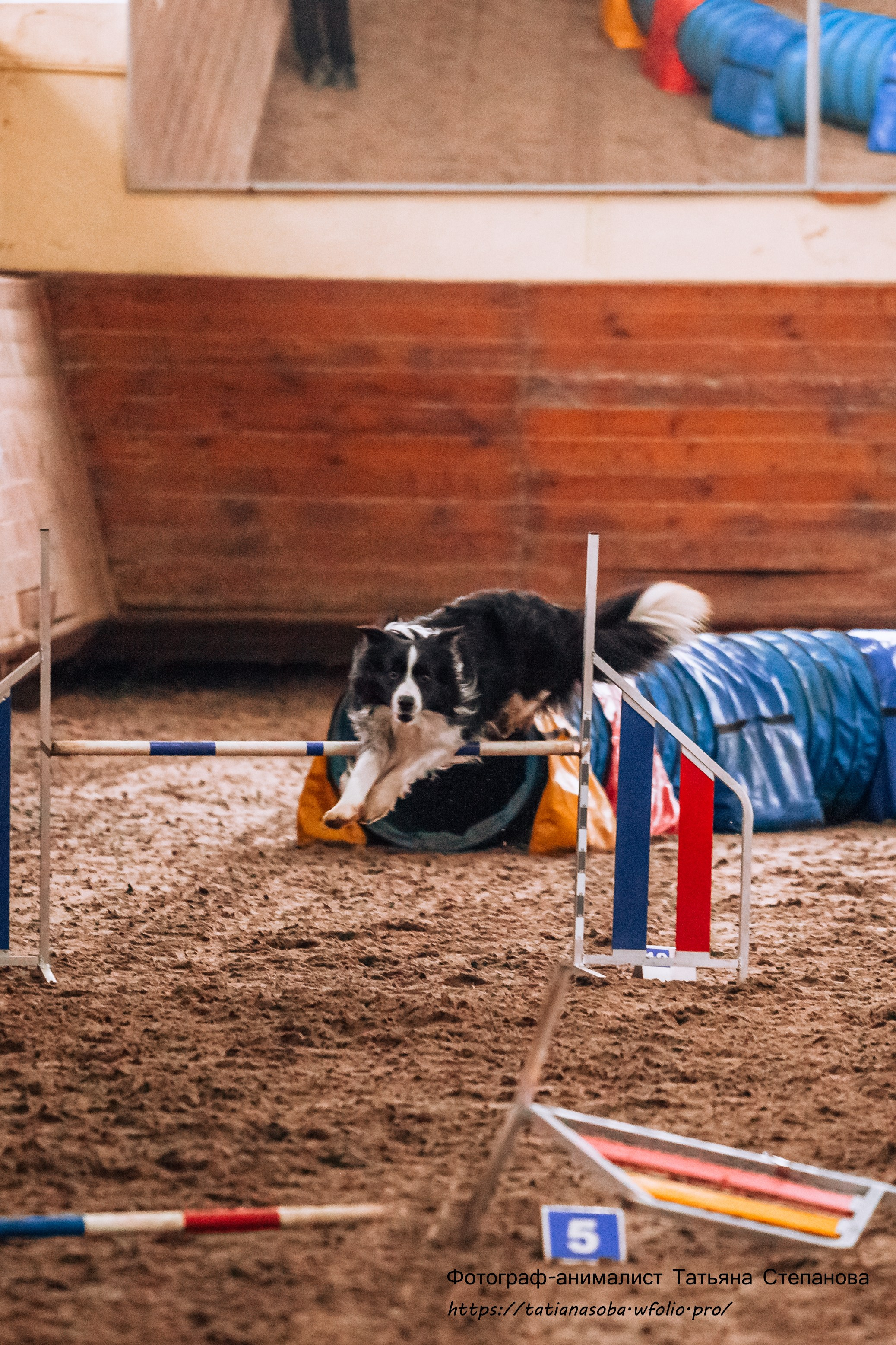 Соревнования по Аджилити 25.02.2024. Фотограф-анималист Татьяна Степанова