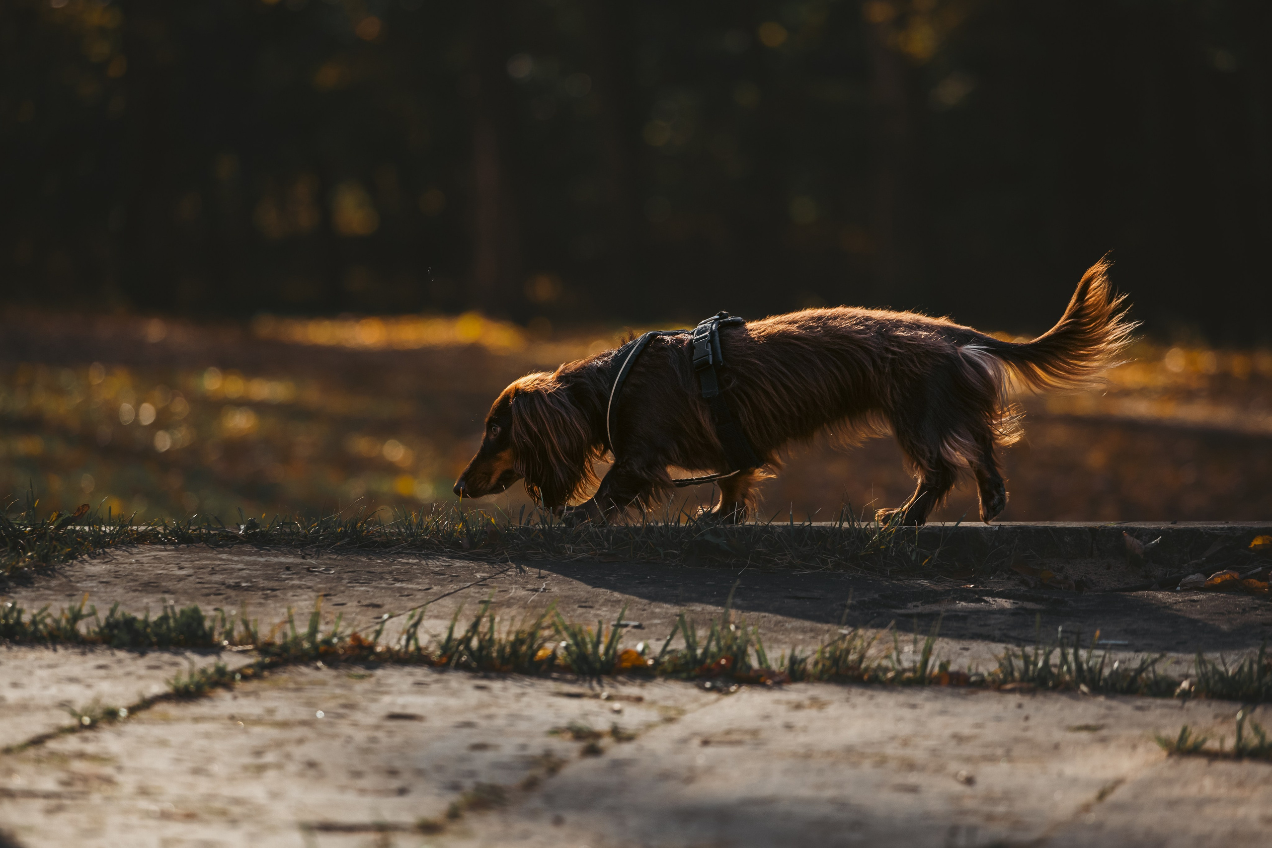 Света, Хайди, Богдана. Фотограф-анималист Татьяна Степанова
