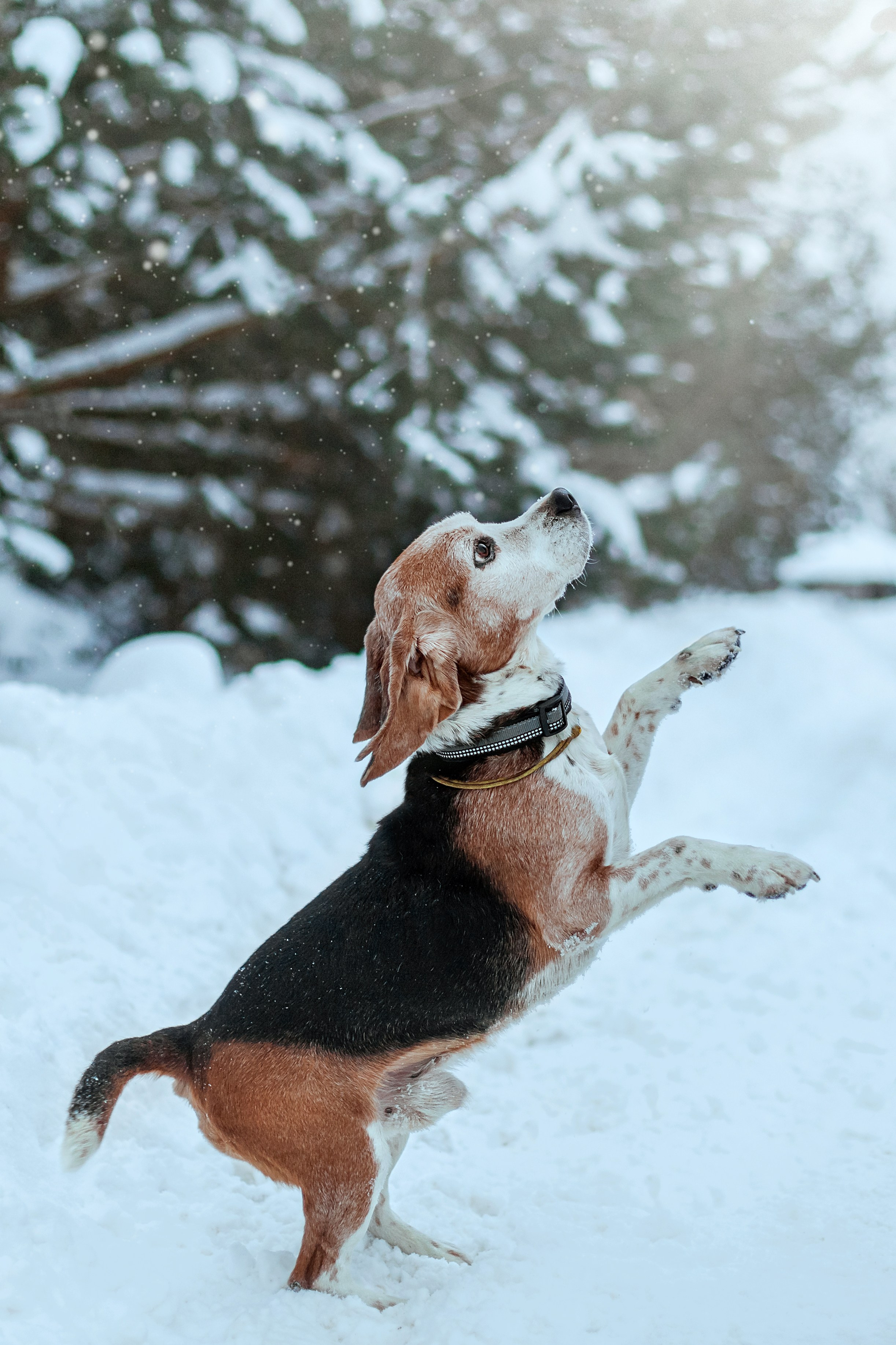 Дом для Биглей 2023. Фотограф-анималист Татьяна Степанова