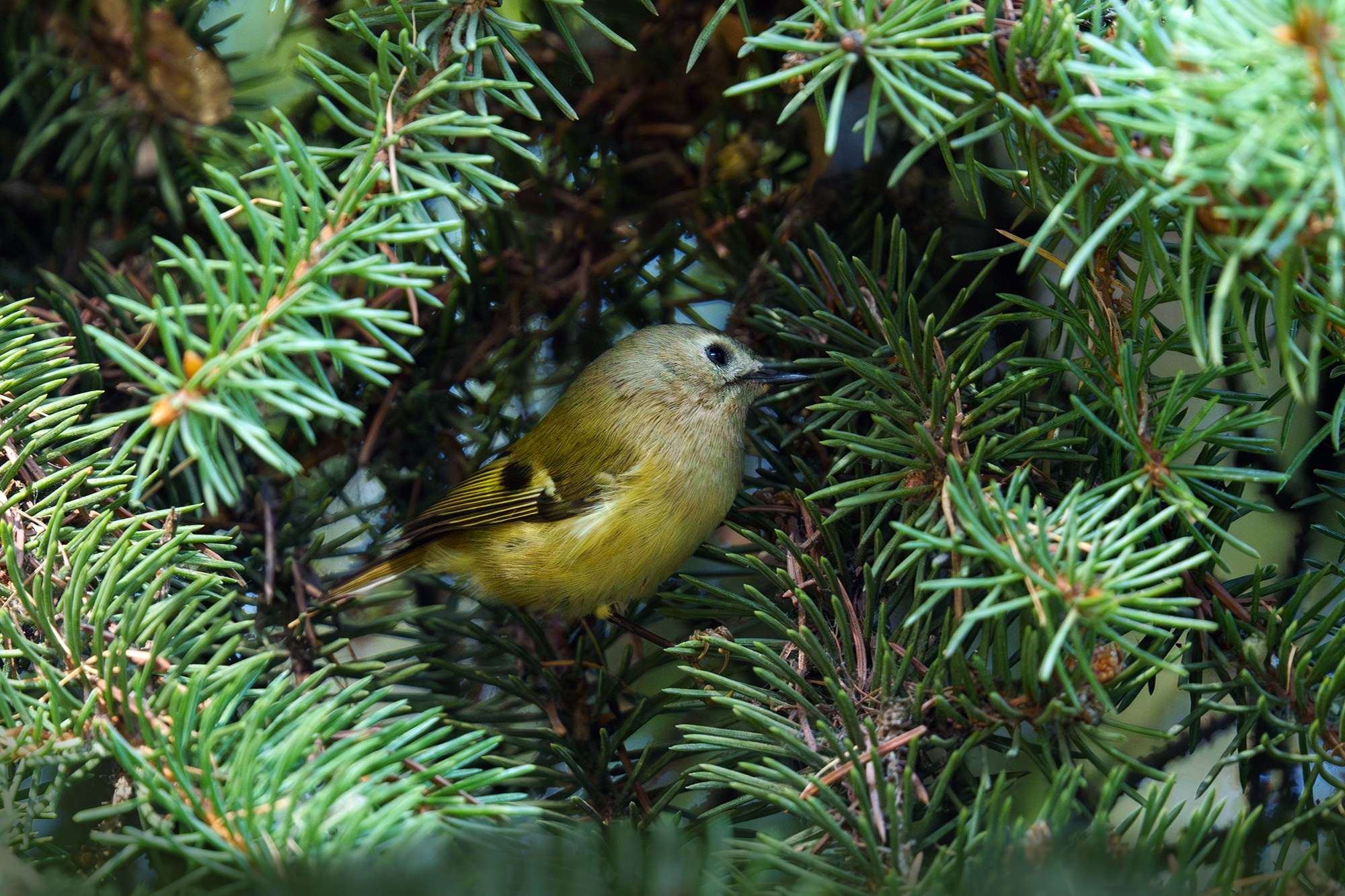 Удивительные мир птиц. Вокруг нас столько прекрасного — присмотритесь!. Ваш личный фотограф Марина Волкова