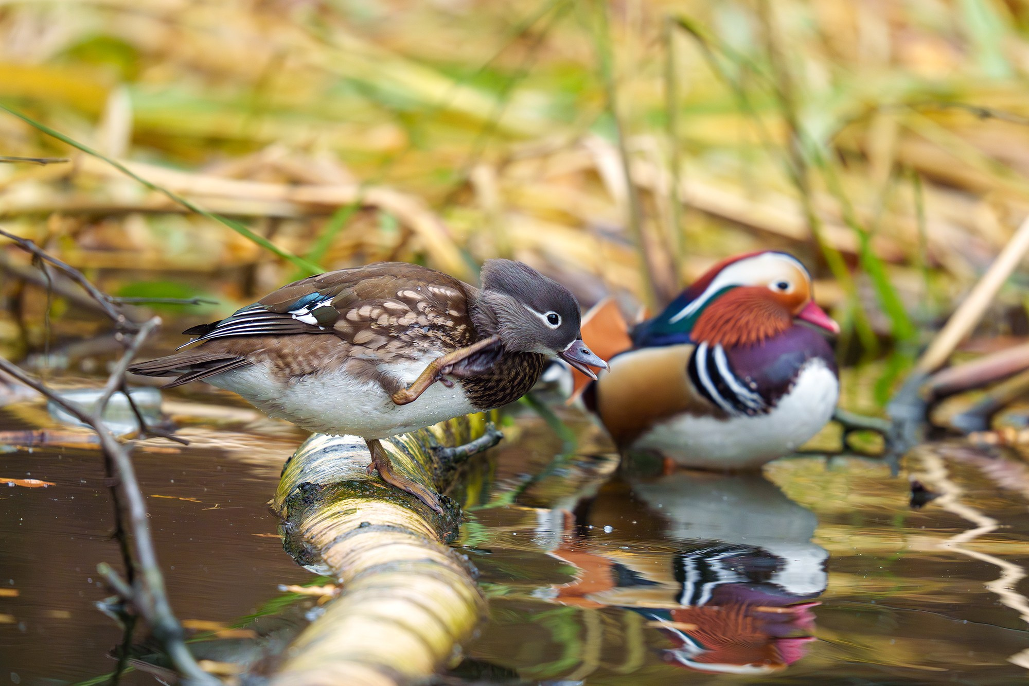 Удивительные мир птиц. Вокруг нас столько прекрасного — присмотритесь!. Ваш личный фотограф Марина Волкова
