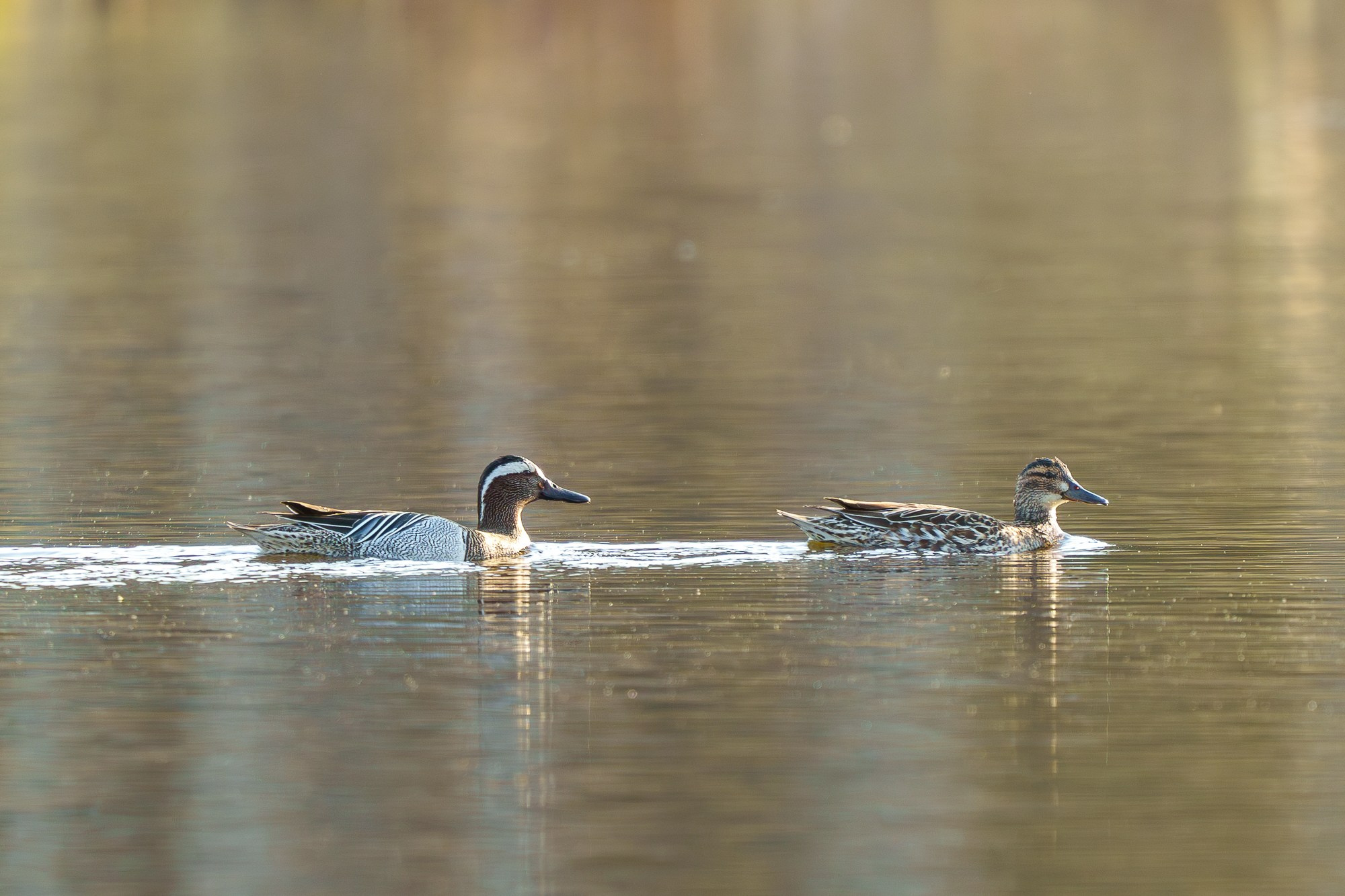 Удивительные мир птиц. Вокруг нас столько прекрасного — присмотритесь!. Ваш личный фотограф Марина Волкова