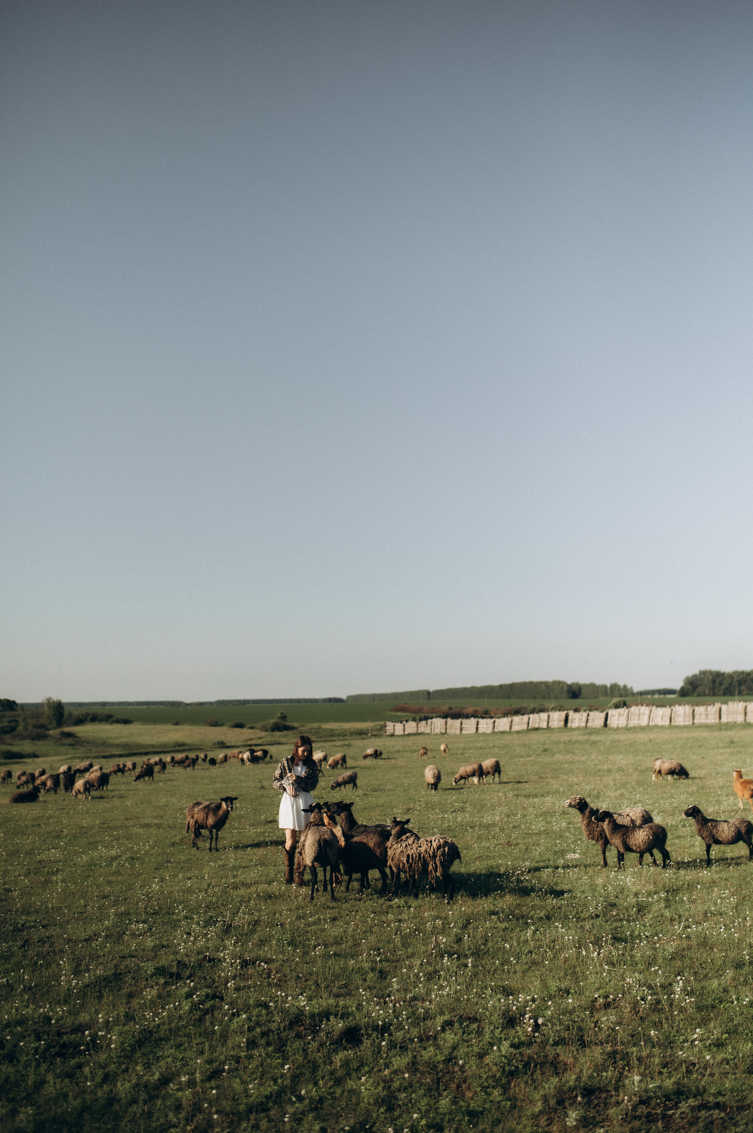 Фотосессия с овечками. Фотограф Быстрова Дарья г. Москва