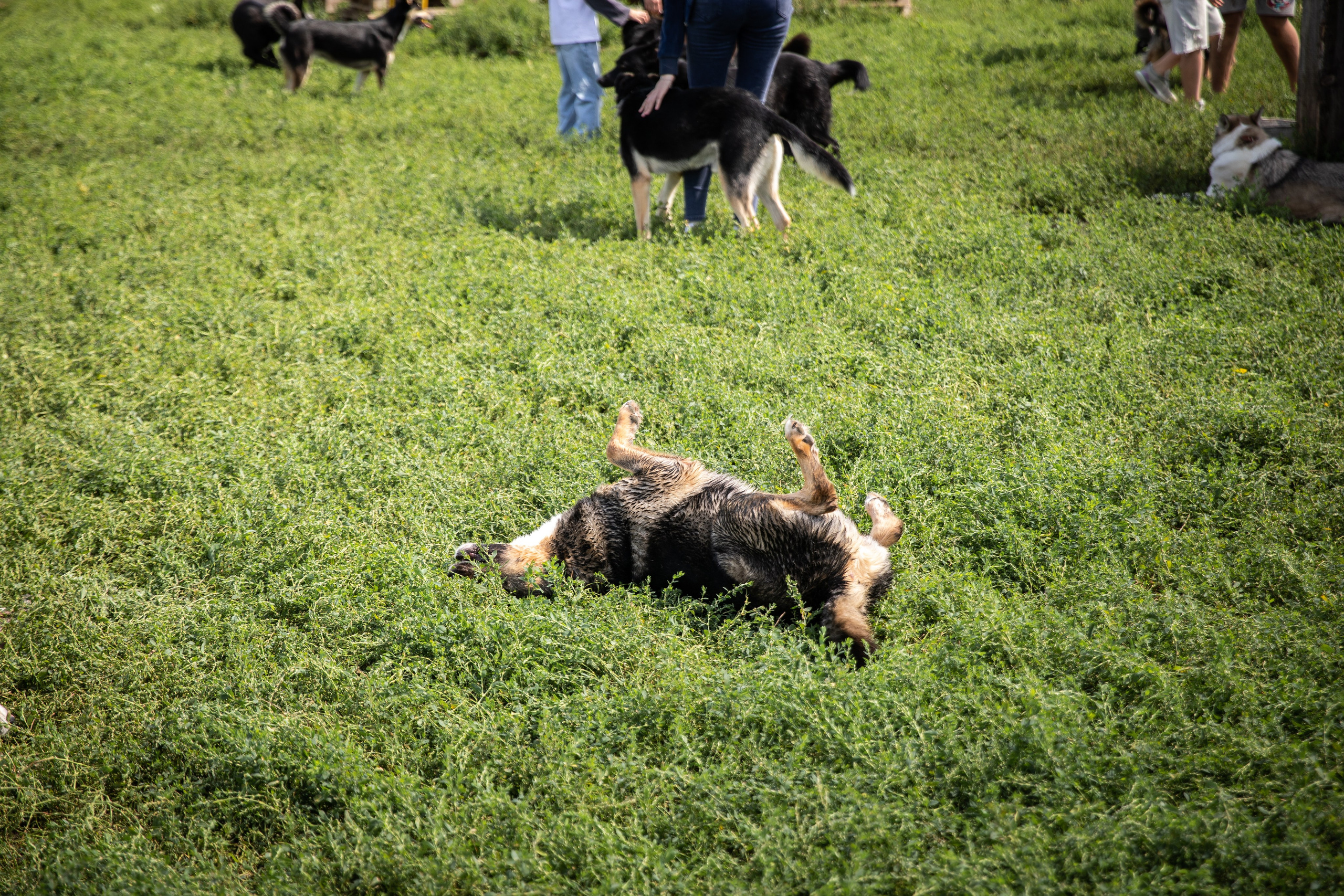 Приют — Наш дом. Репортажный и свадебный фотограф в Челябинске Елисеев Павел