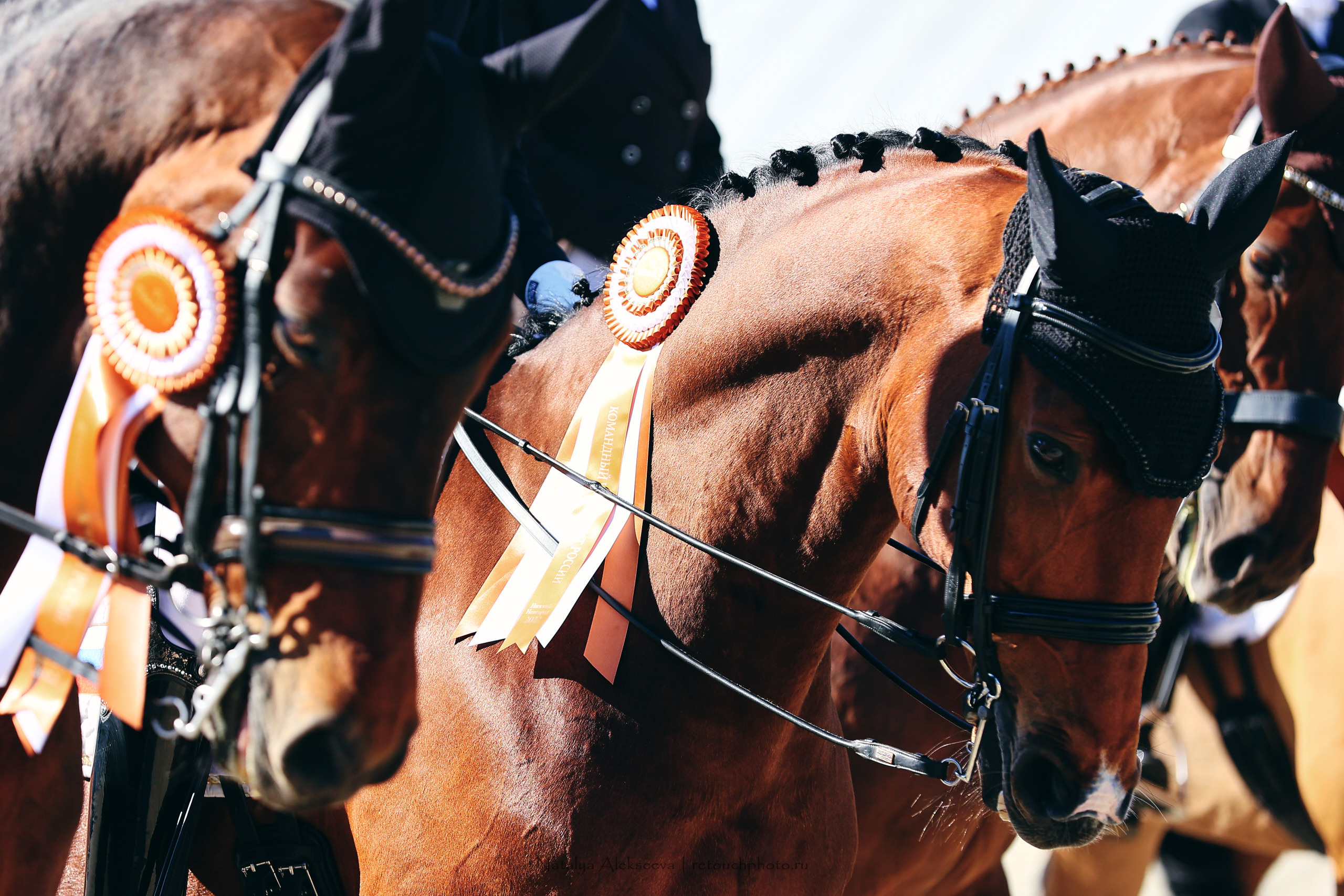 Командный Чемпионат России по выездке, КСК Пассаж | 06'2022. Репортажный фотограф и ретушер в Москве Наталья Алексеева