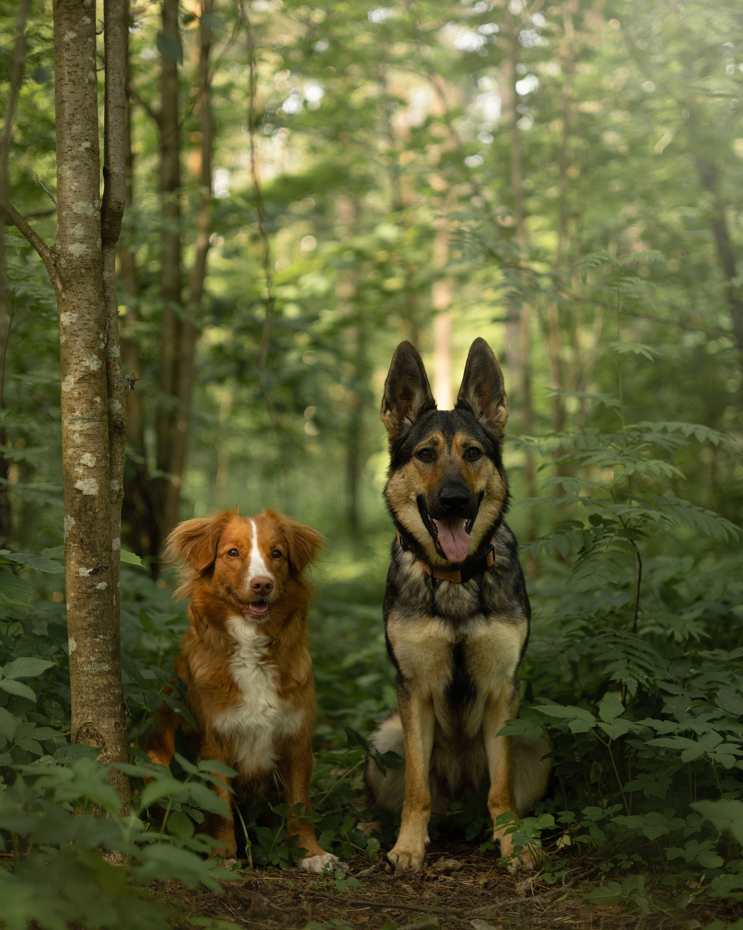 Елена, Айно и Леля. Фотограф животных Евгения Верцинская