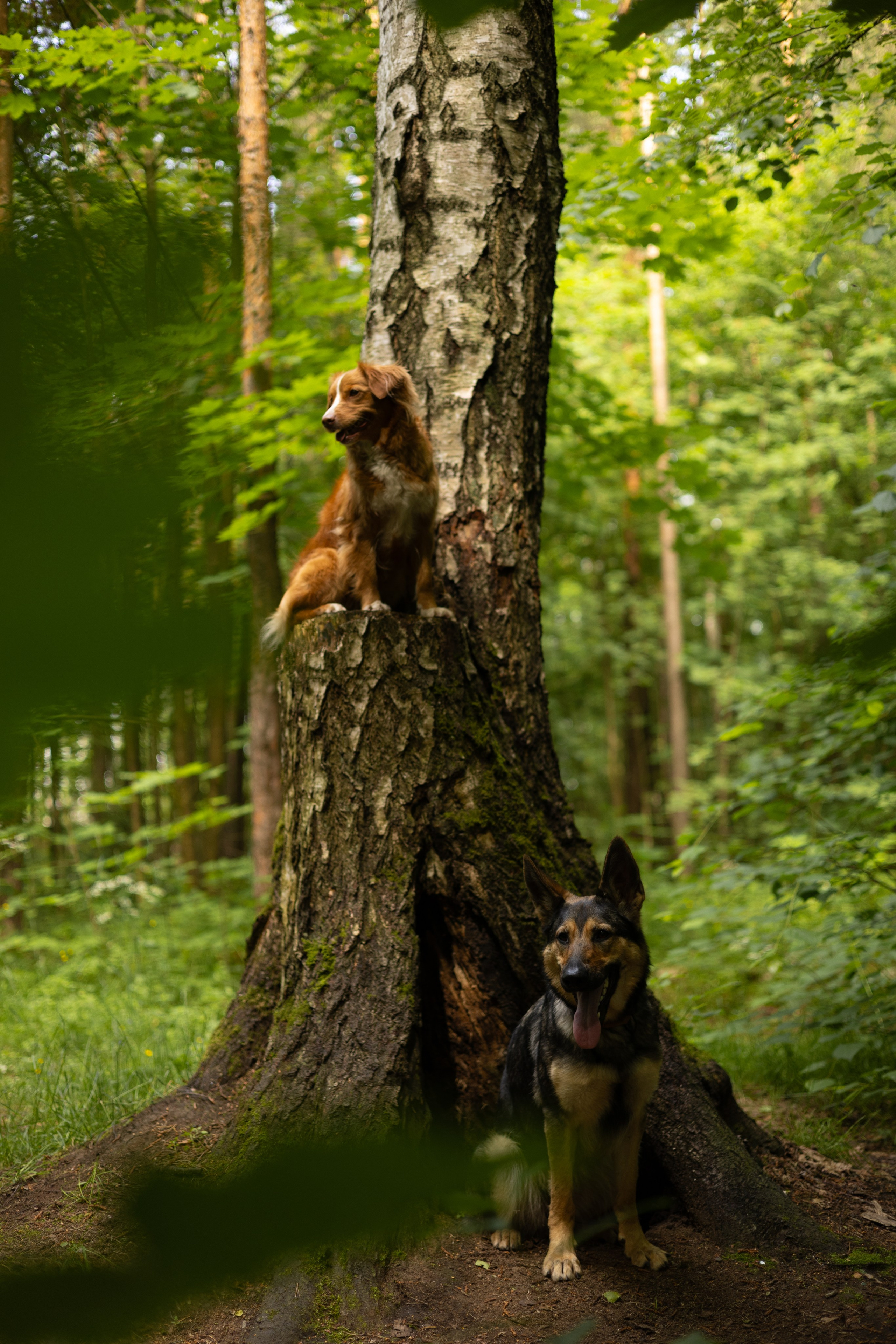 Елена, Айно и Леля. Фотограф животных Евгения Верцинская