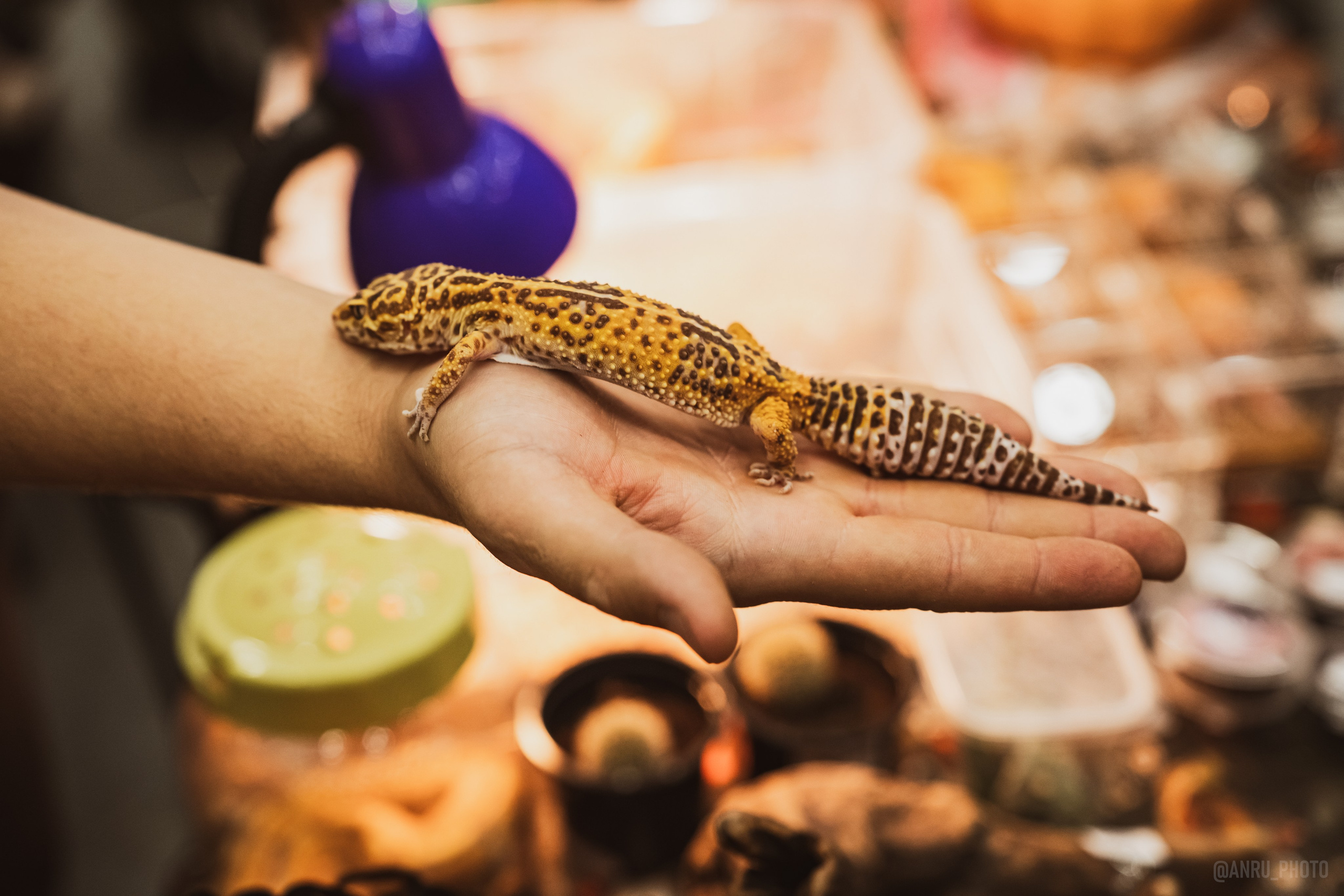 Fox Family fest. Репортажный фотограф Анастасия Рубцова