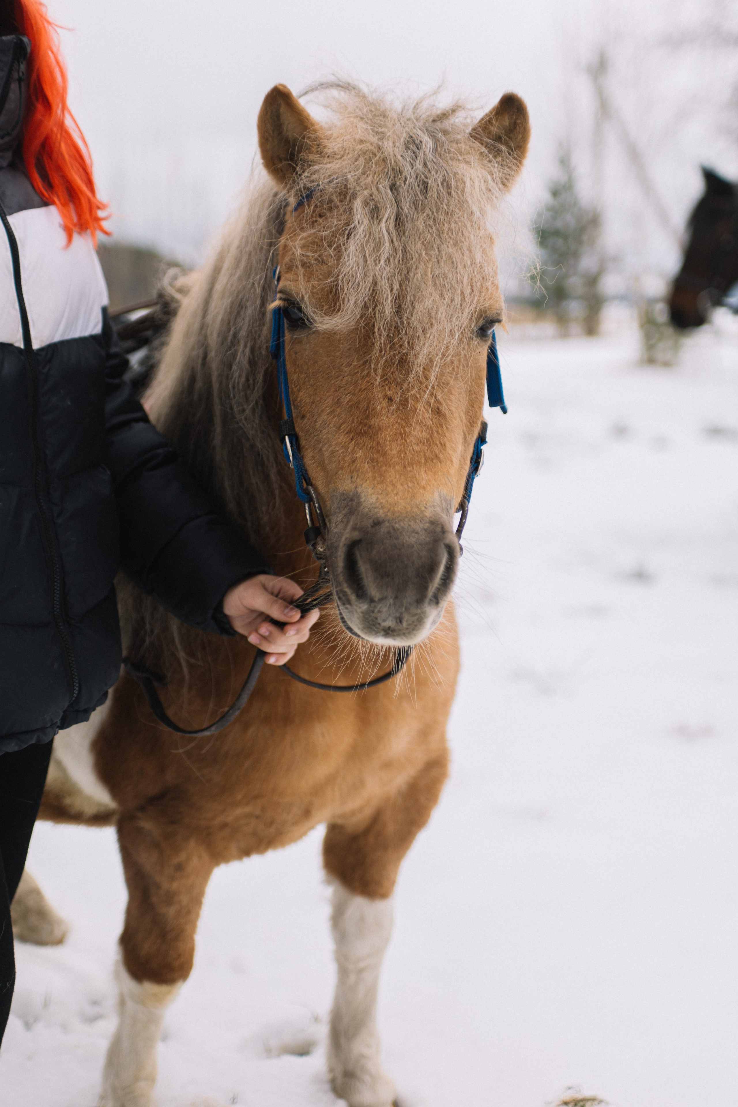 Масленица HEVAA