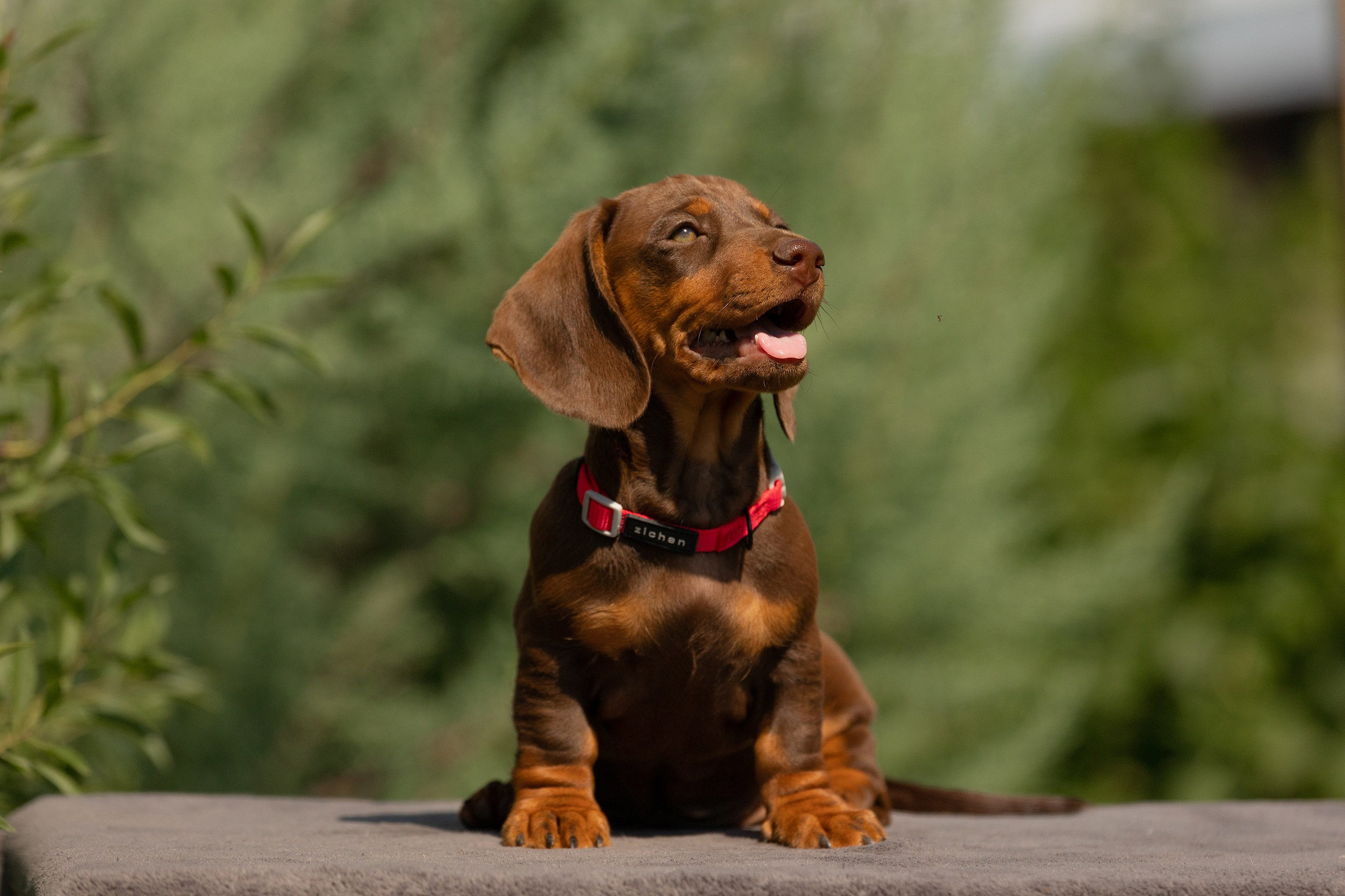 Собаки. Конный фотограф Валынкина Лера