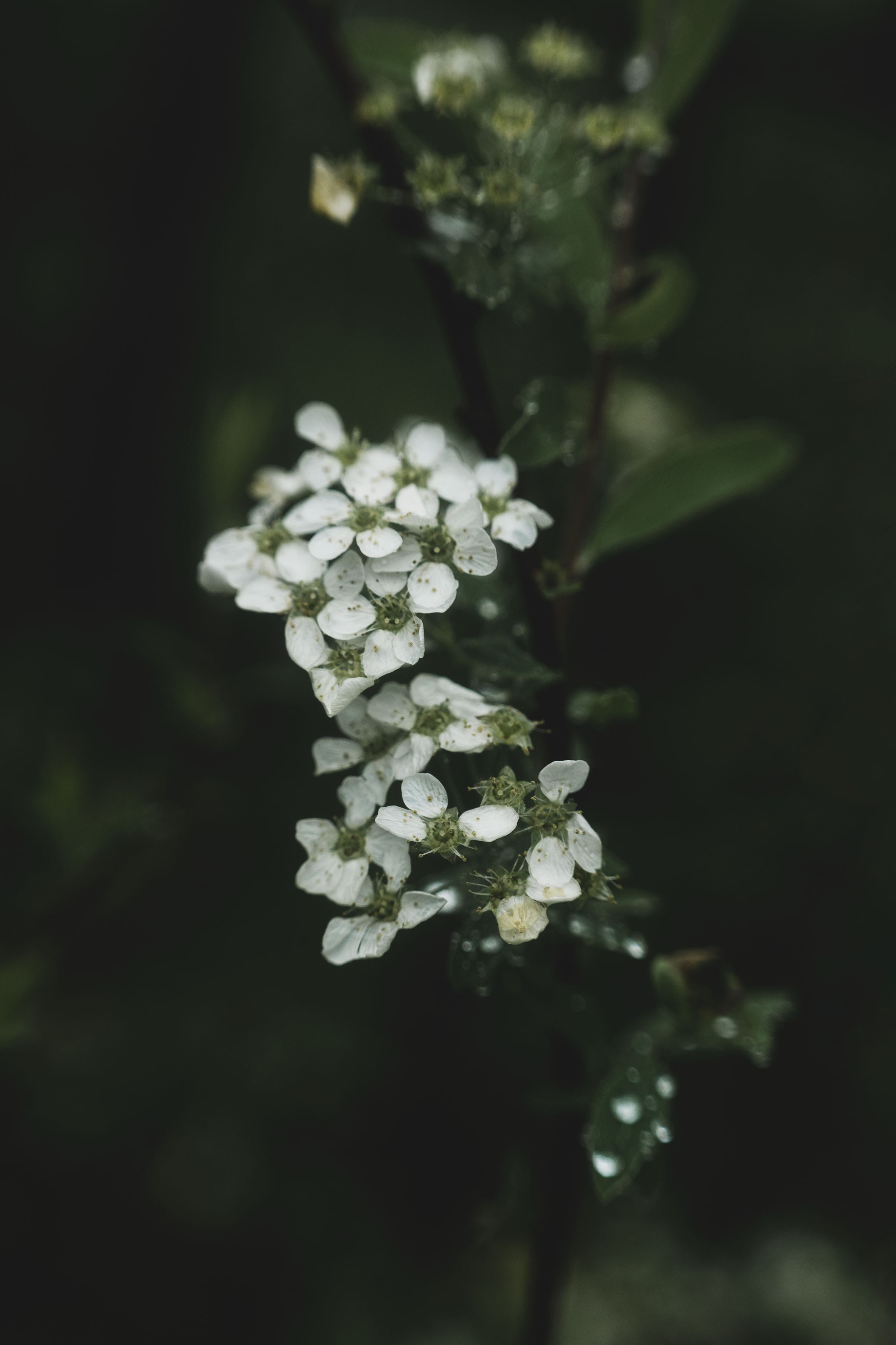 Растения. Фотограф Ирина Емелина