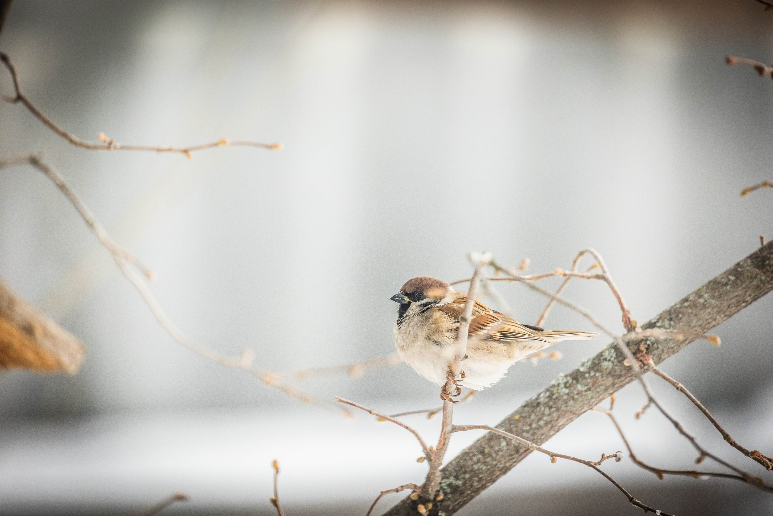 Дикий животный мир. Фотограф-АниМалист Анна Абрамова