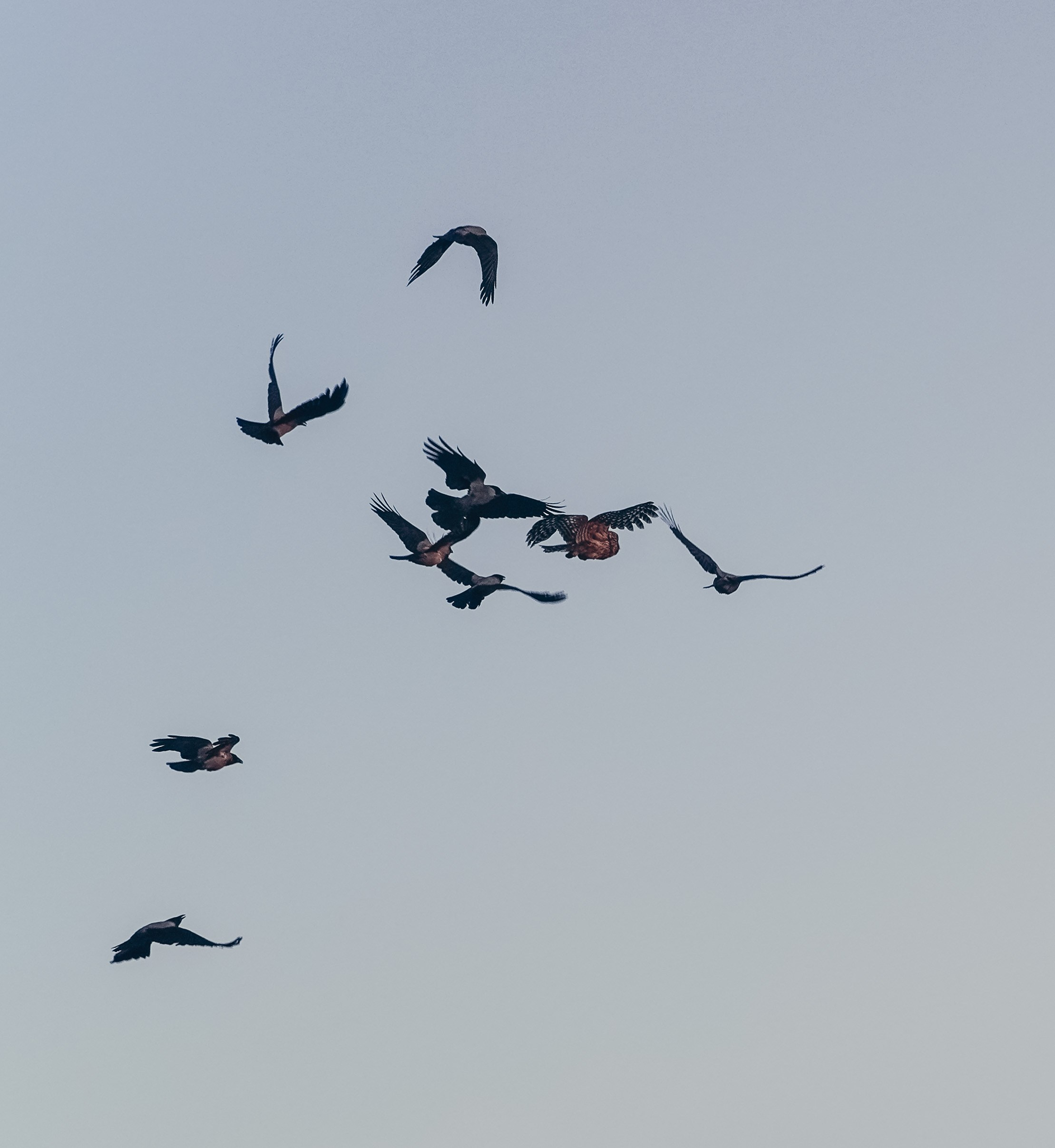 Пернатый психоз. Стрит-фотография, полная абсурда, идиотизма и красоты