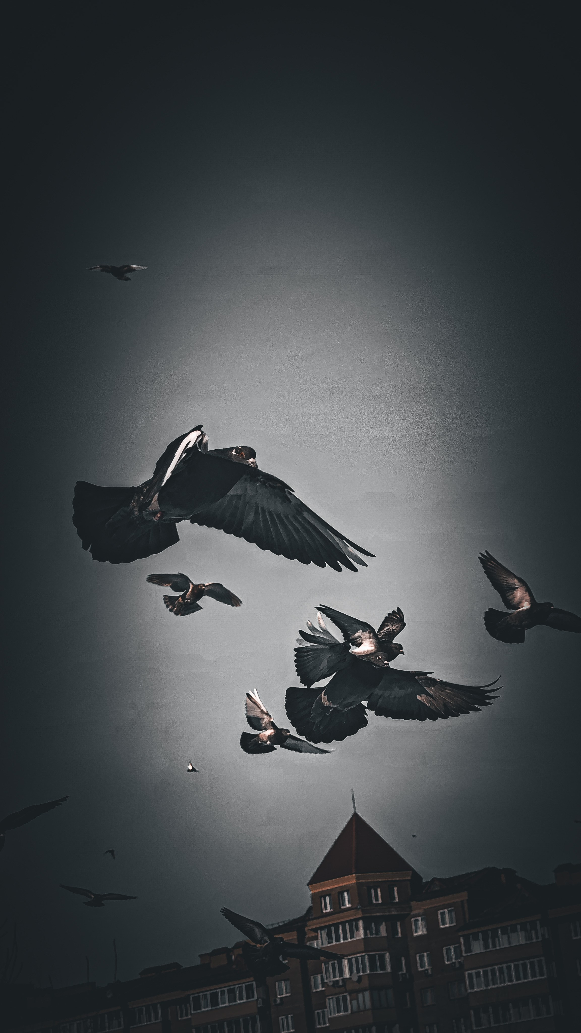 Birds. Игорь Урывский. Фотограф Красноярск