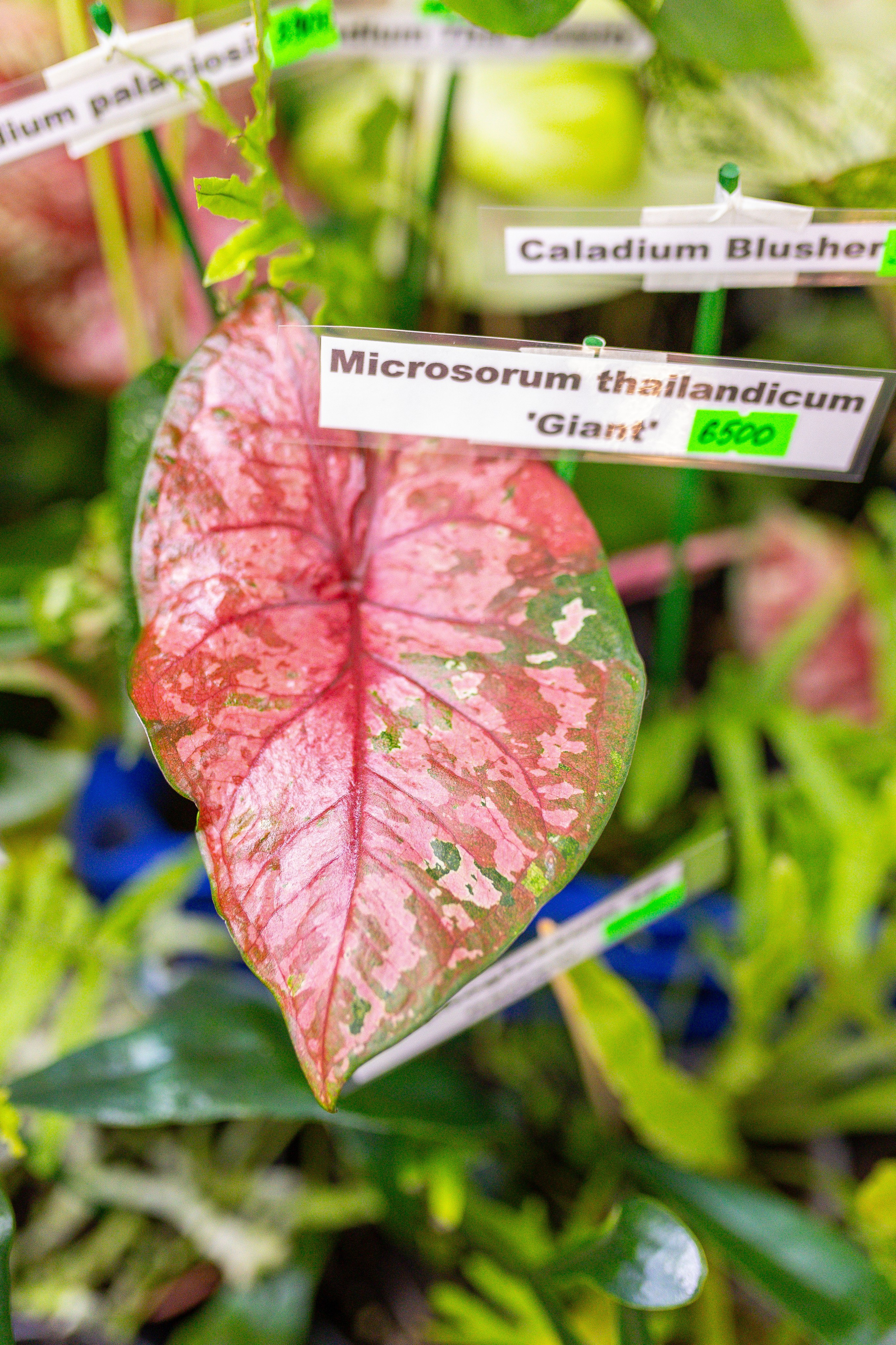 Монстериум 11–12 октября. Александра Куликова фотограф, Москва