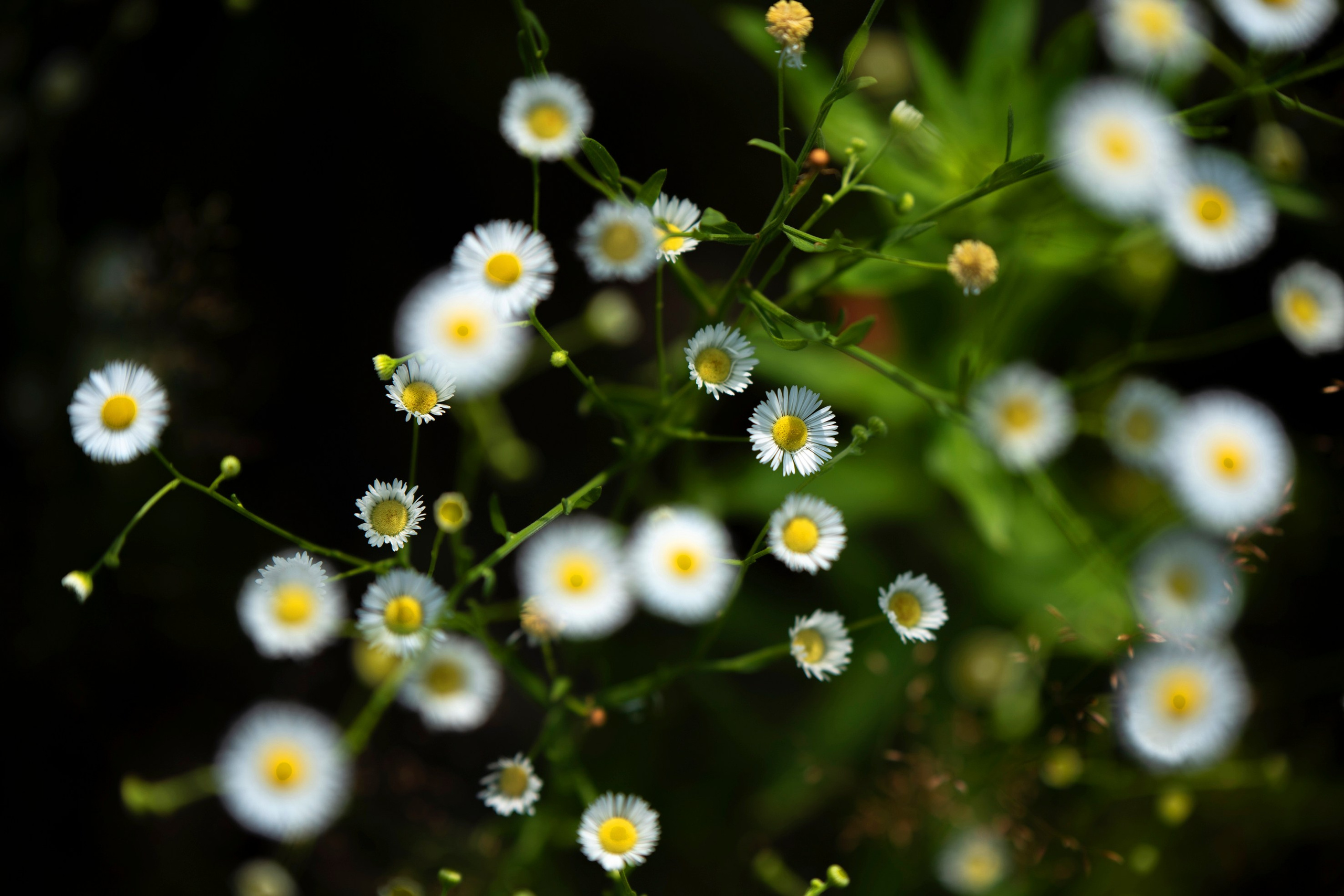 Природа. Команда фотографов Кристины Ивановой