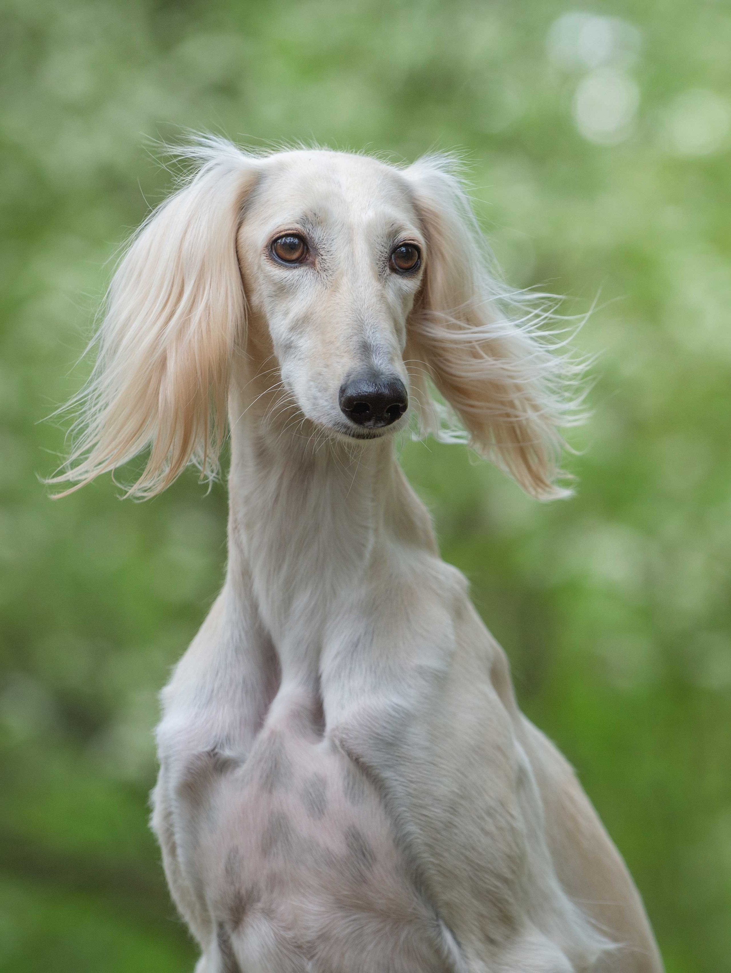 Собаки. Портретная и свадебная фотосъемка. Москва и область