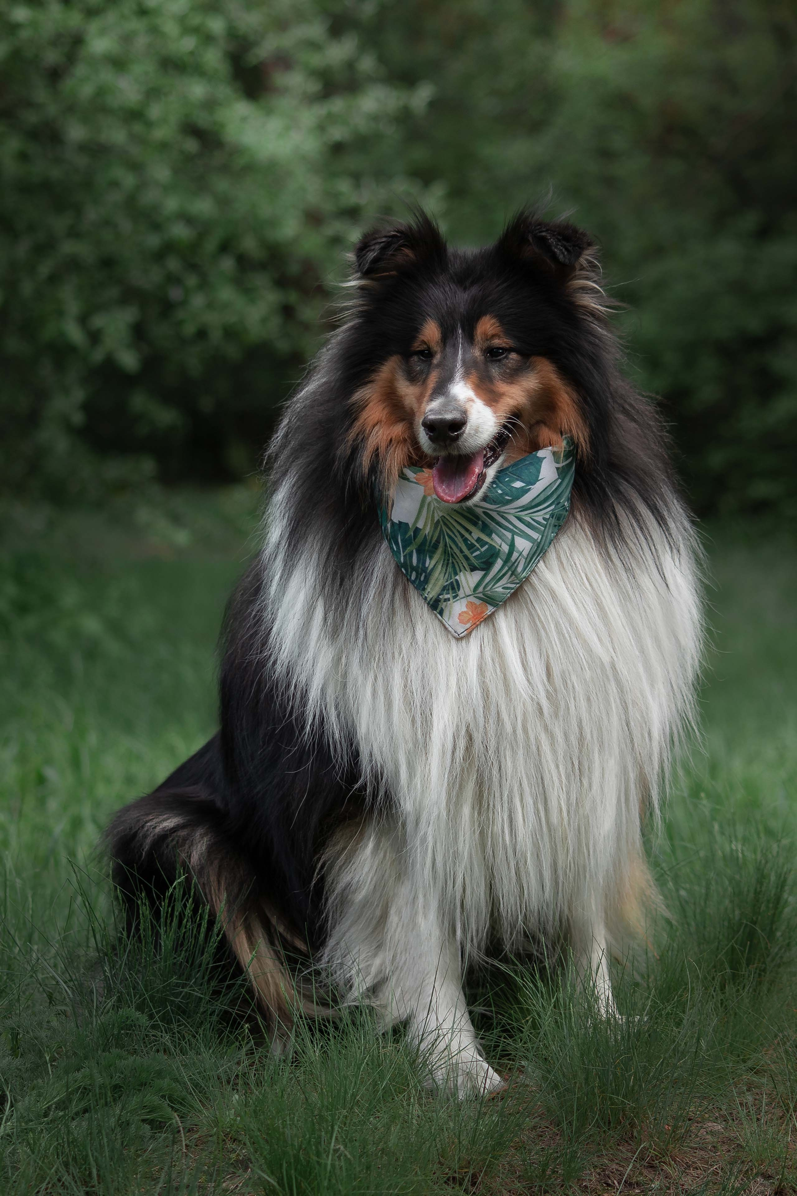 Портфолио фотографа-анималиста из Воронежа Алины Ивановой. Фотограф — анималист Алина Иванова