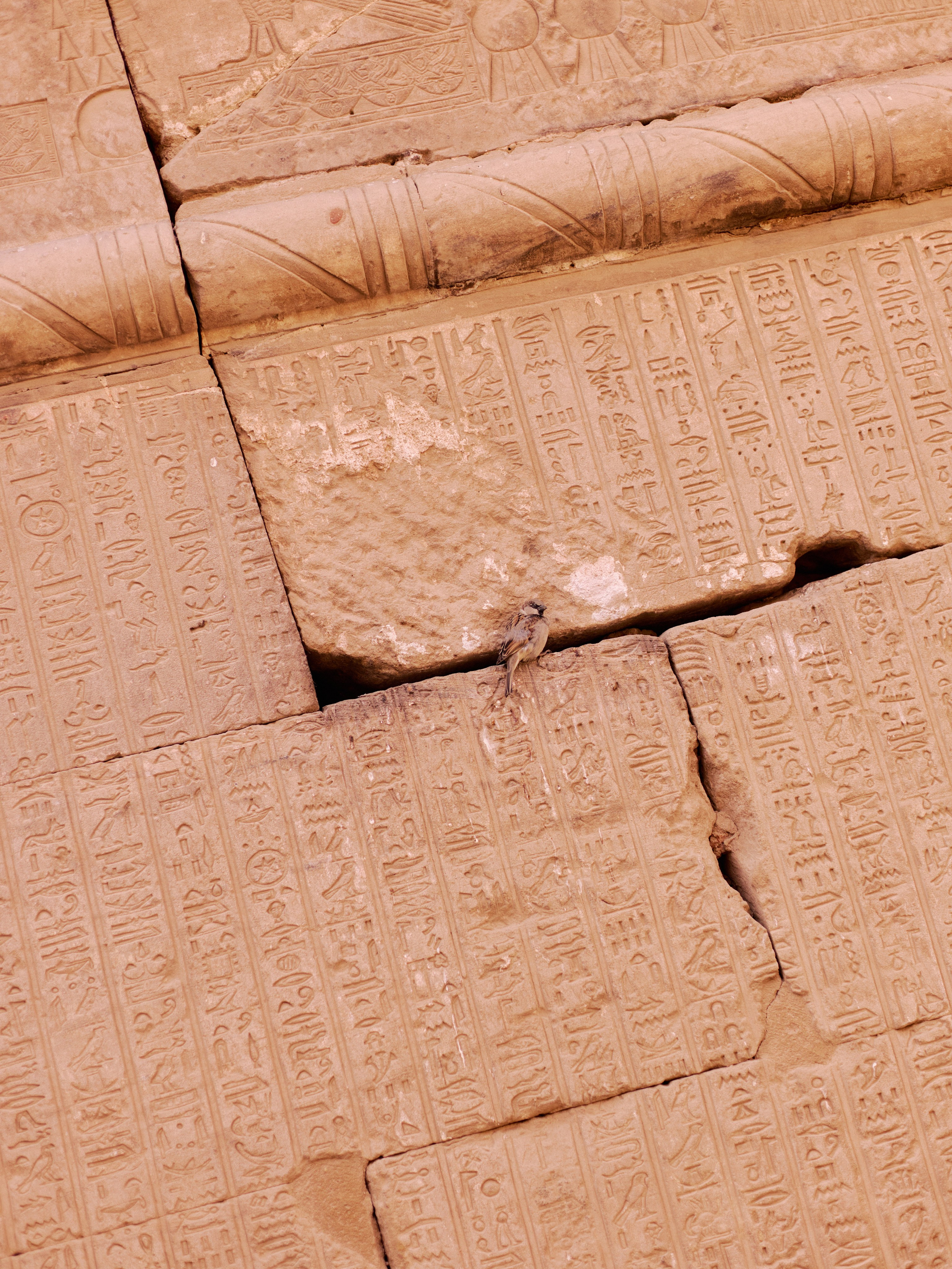 Другое 4. Jorgis — фотограф в Хургаде / обучение фотографии