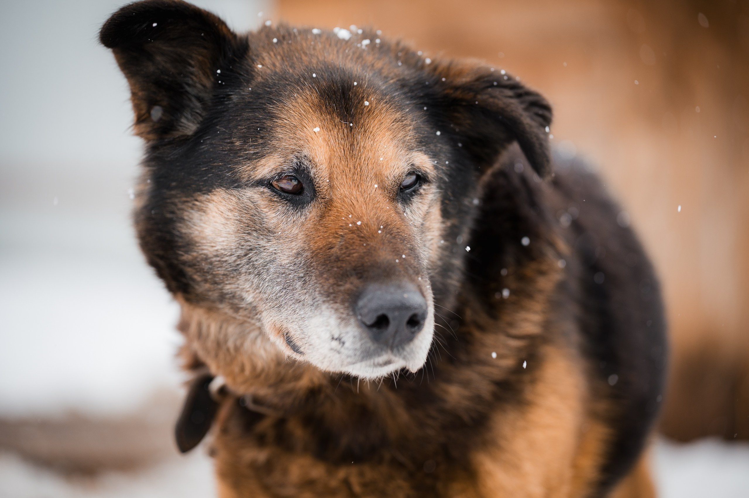 Тайсон. Улыбка собаки — спасение и пристройство бездомных собак